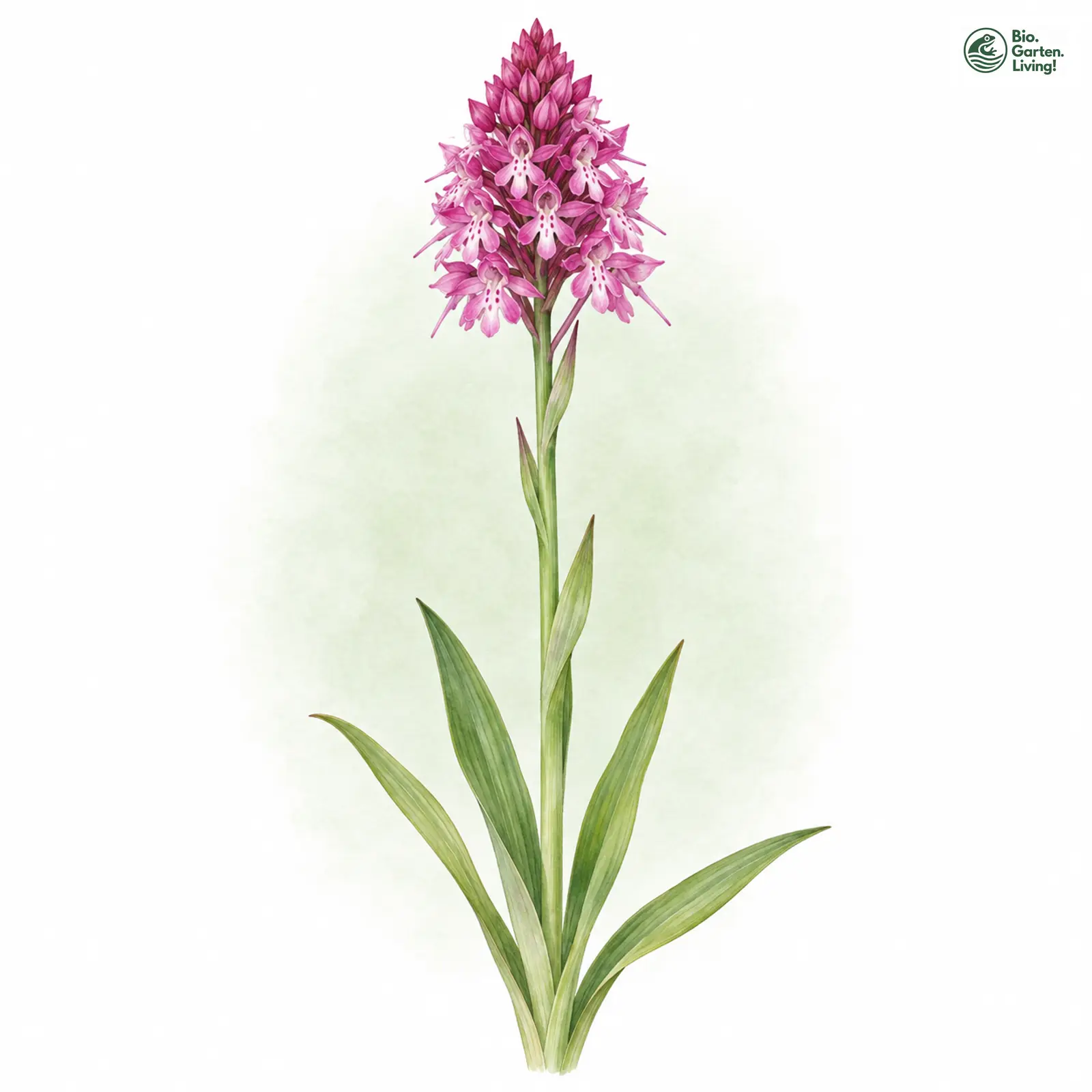 Aquarellzeichnung: Pyramiden-Knabenkraut (Orchis pyramidalis)