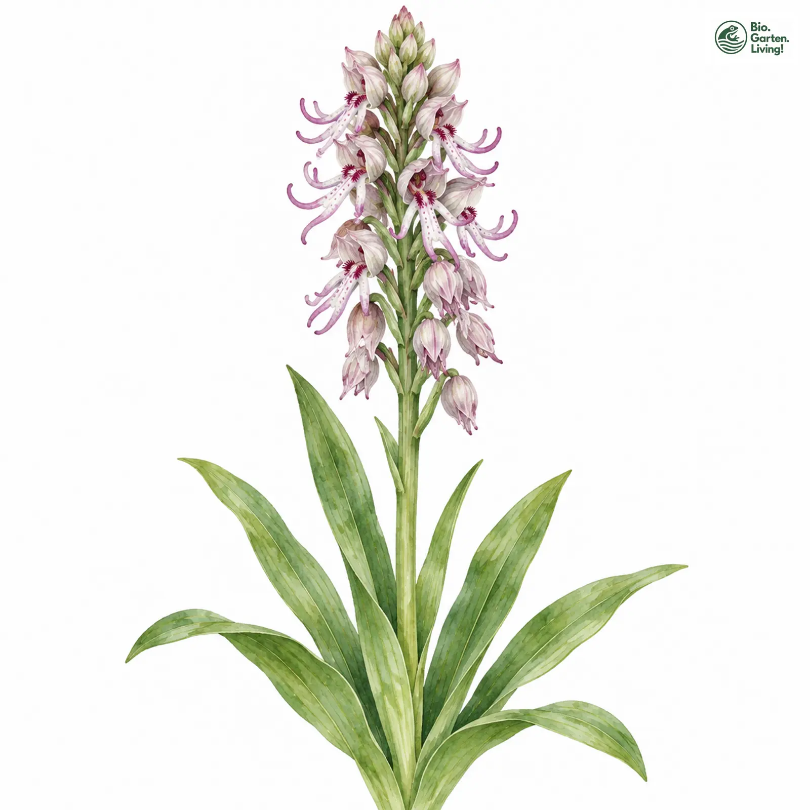 Aquarellzeichnung: Affen-Knabenkraut (Orchis simia)
