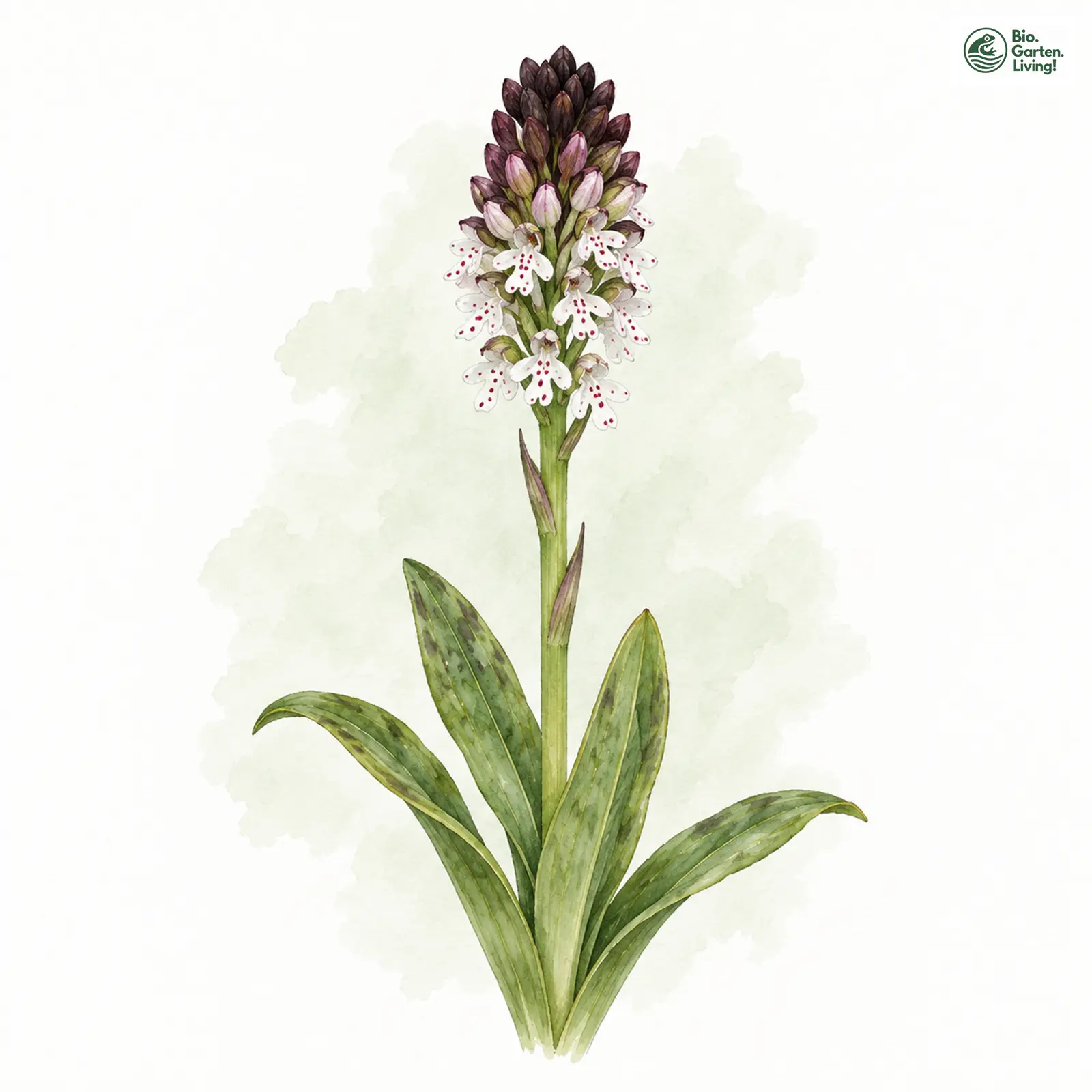 Aquarellzeichnung: Brand-Knabenkraut (Orchis ustulata)