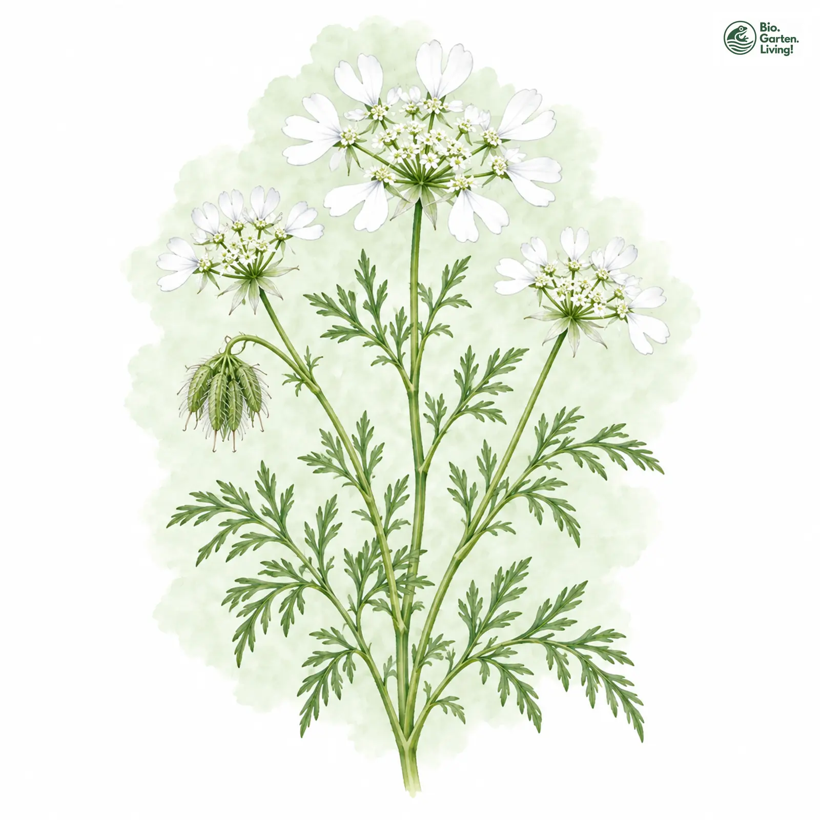 Aquarellzeichnung: Strahlen-Breitsame (Orlaya grandiflora)