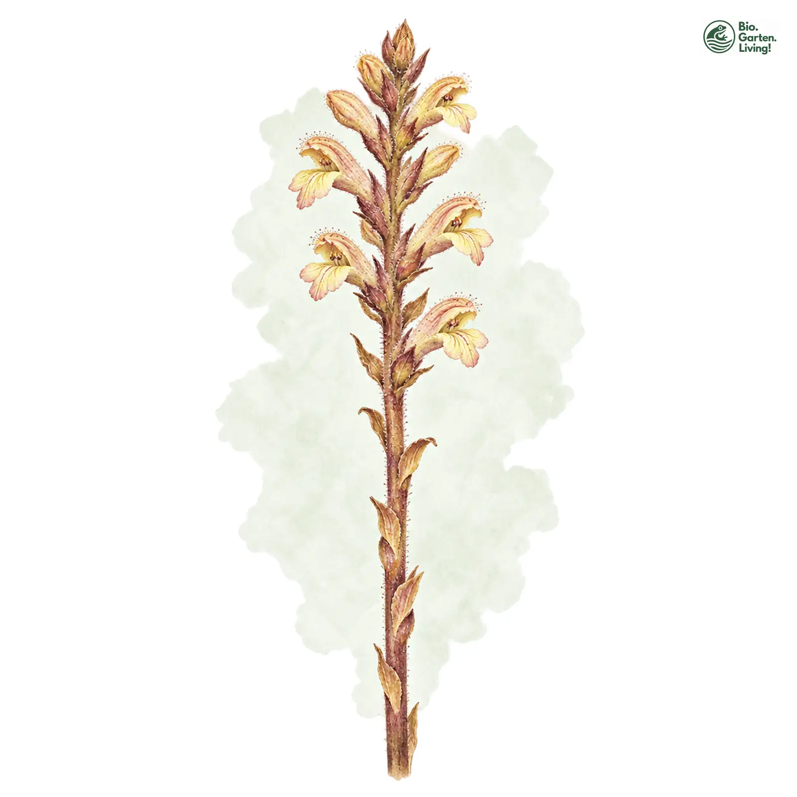Aquarellzeichnung: Elsässer Sommerwurz (Orobanche alsatica (im engeren Sinne))