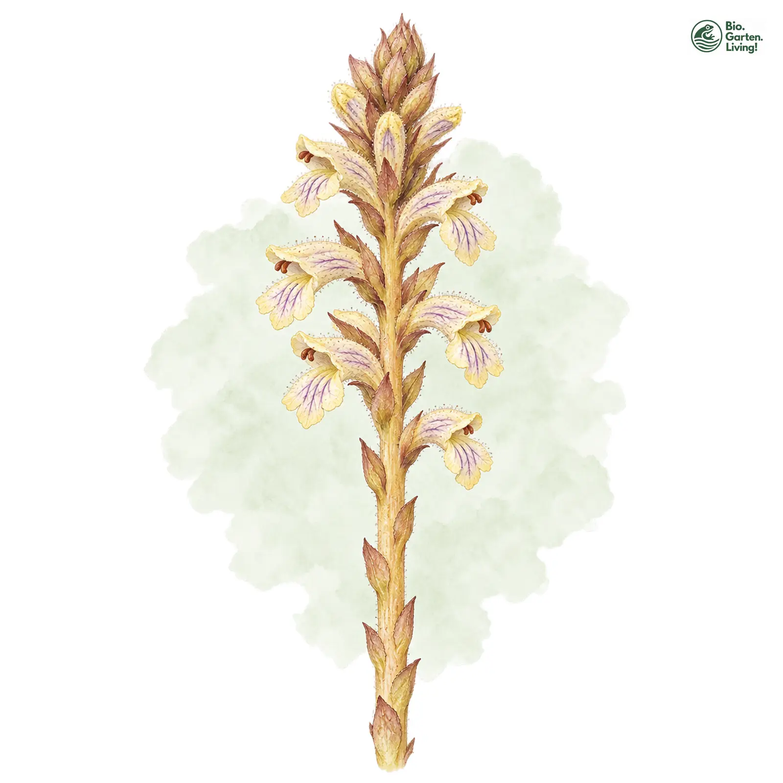 Aquarellzeichnung: Panzer-Sommerwurz (Orobanche artemisiae-campestris)