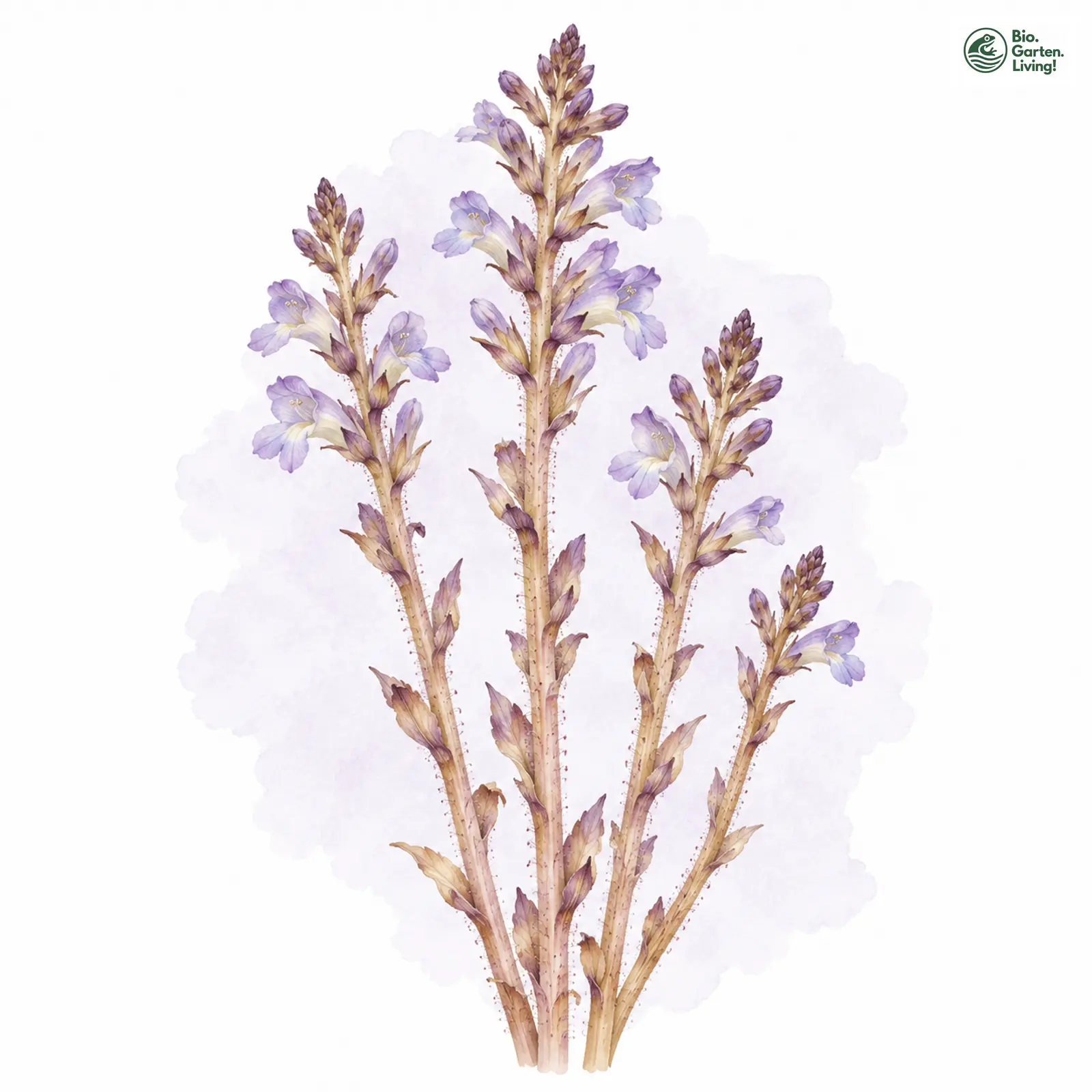 Aquarellzeichnung: Ästige Sommerwurz (Orobanche ramosa)