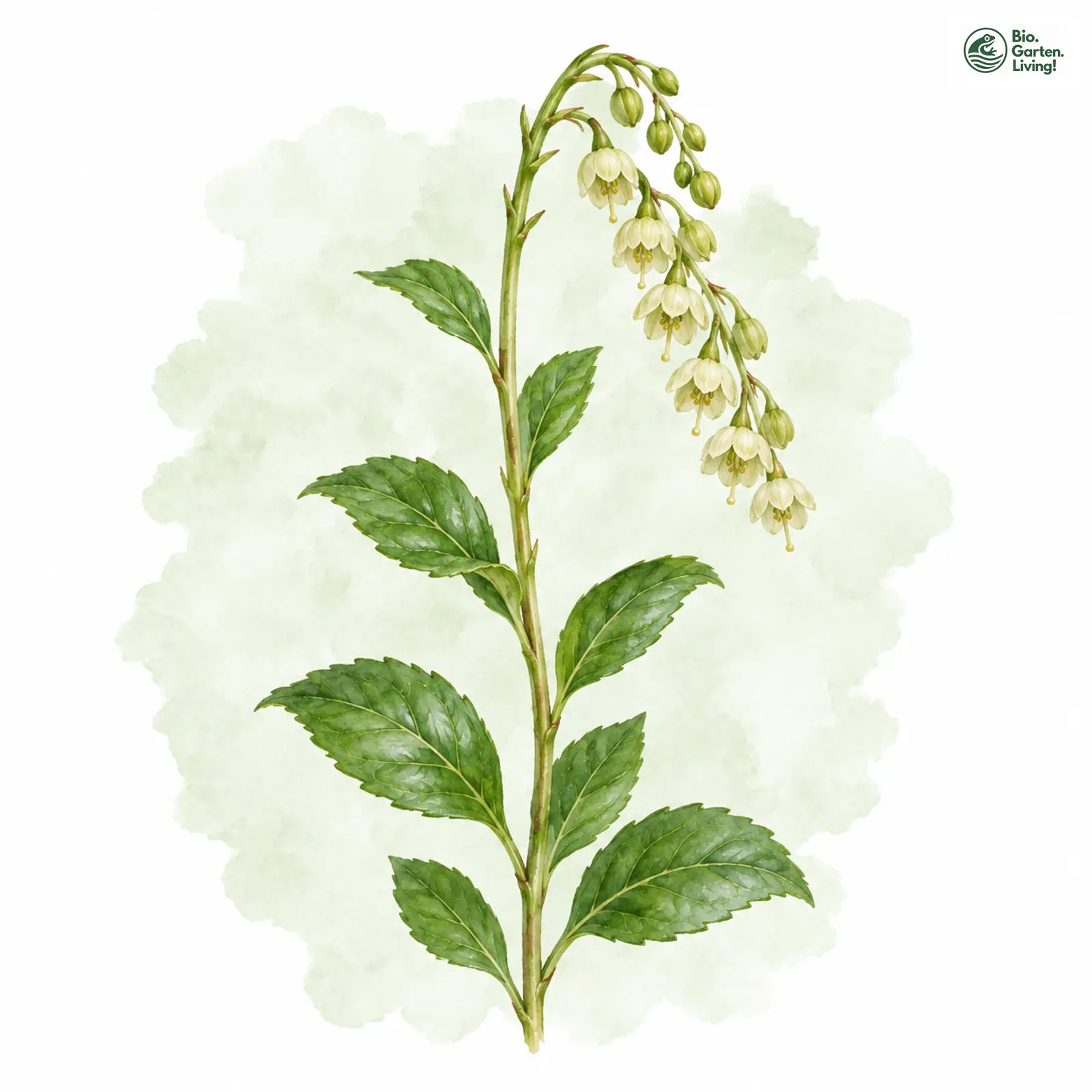 Aquarellzeichnung: Nickendes Birngrün (Orthilia secunda)