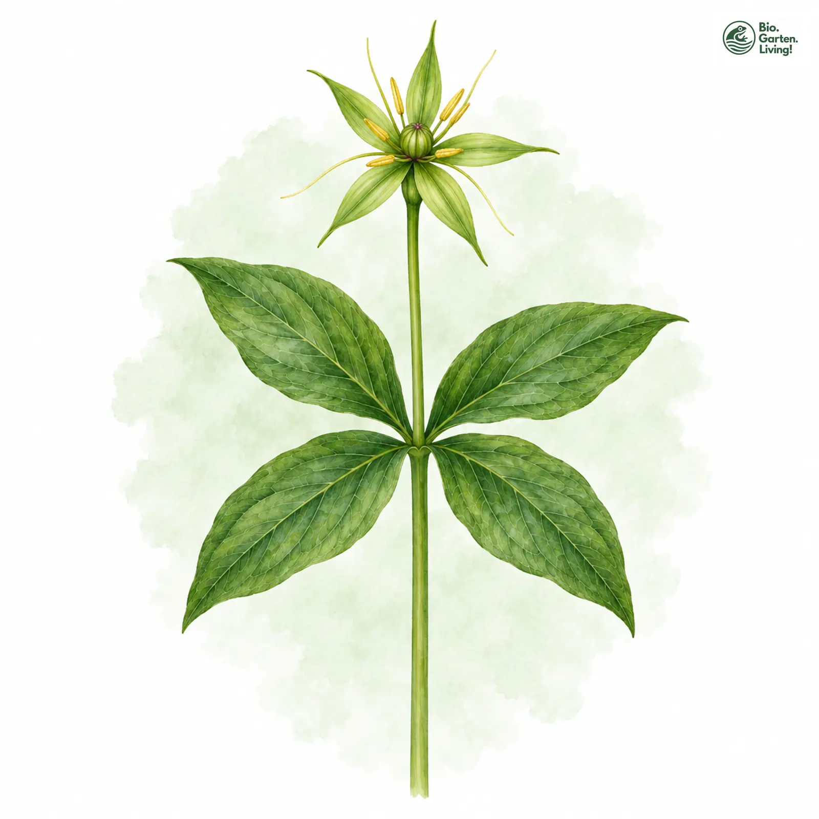 Aquarellzeichnung: Vierblättrige Einbeere (Paris quadrifolia)