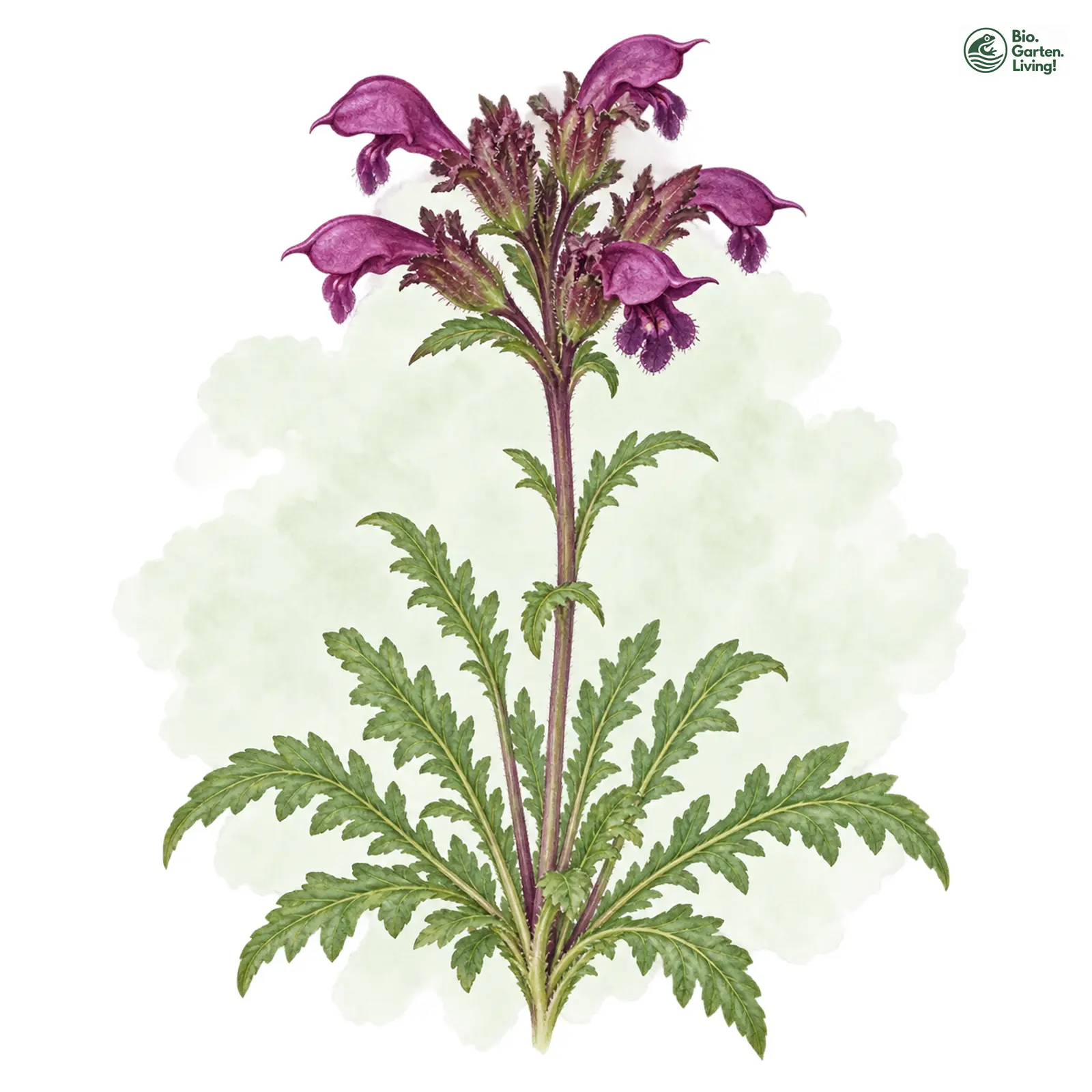 Aquarellzeichnung: Kopfiges Läusekraut (Pedicularis rostratocapitata)