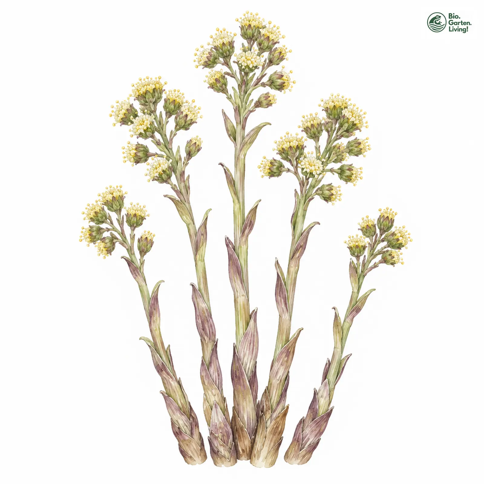 Aquarellzeichnung: Filzige Pestwurz (Petasites spurius)