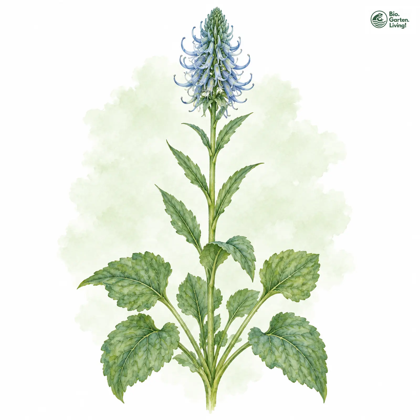 Aquarellzeichnung: Unechte Teufelskralle (Phyteuma adulterinum)