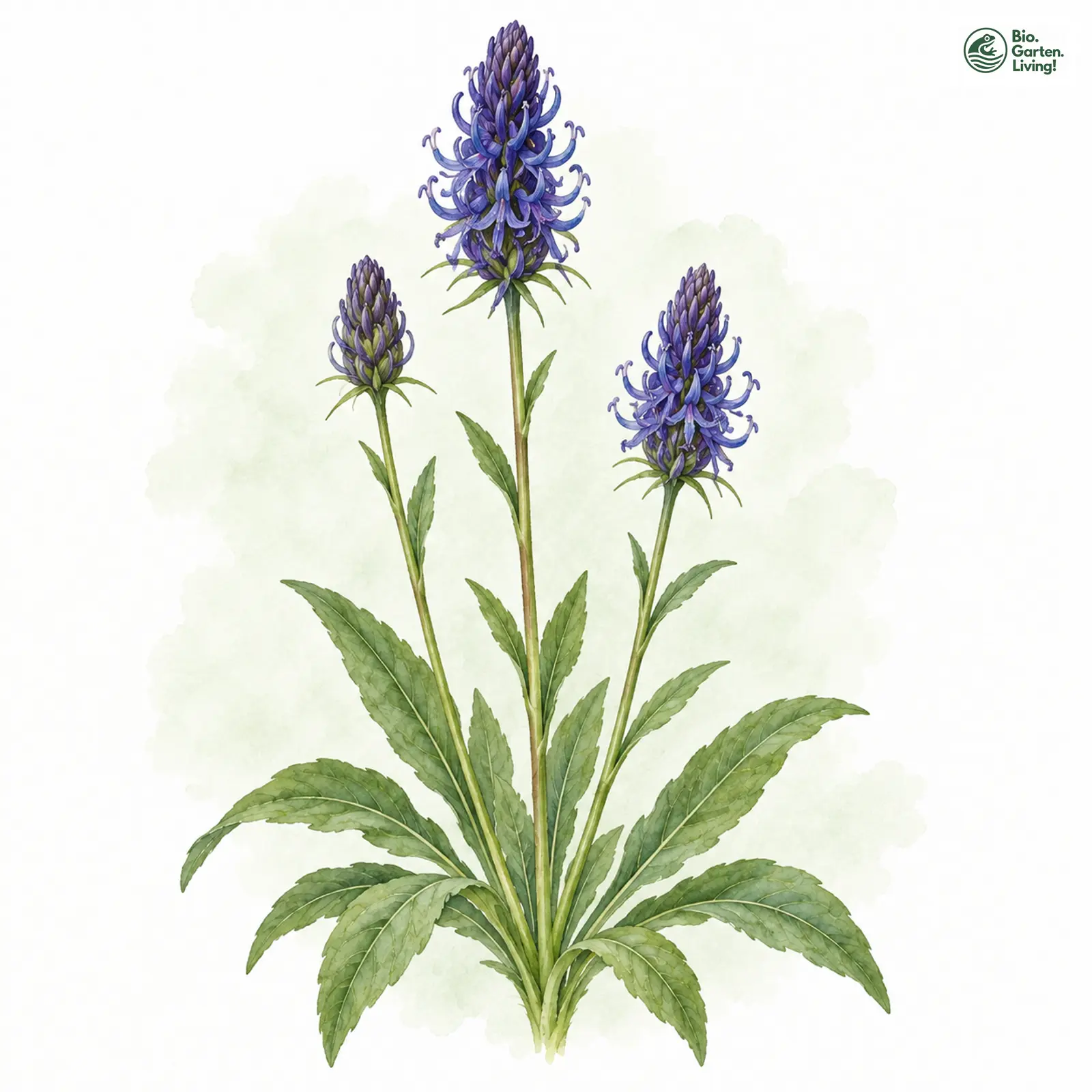 Aquarellzeichnung: Betonien-Teufelskralle (Phyteuma betonicifolium)