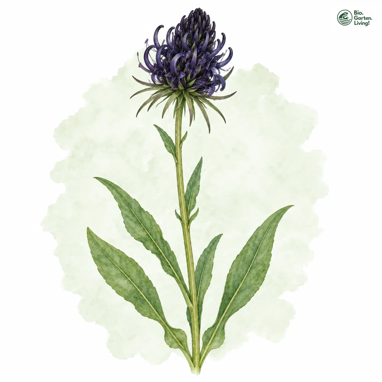Aquarellzeichnung: Schwarze Teufelskralle (Phyteuma nigrum)