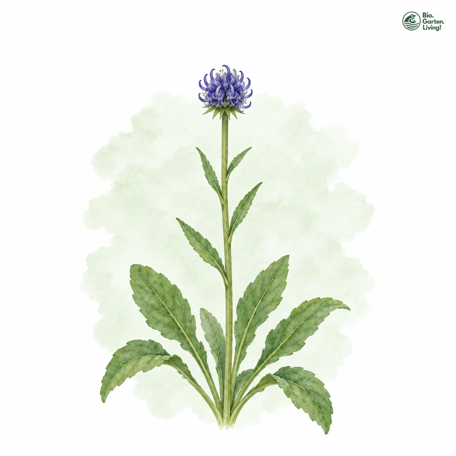 Aquarellzeichnung: Kugel-Teufelskralle (Phyteuma orbiculare (im weiteren Sinne))