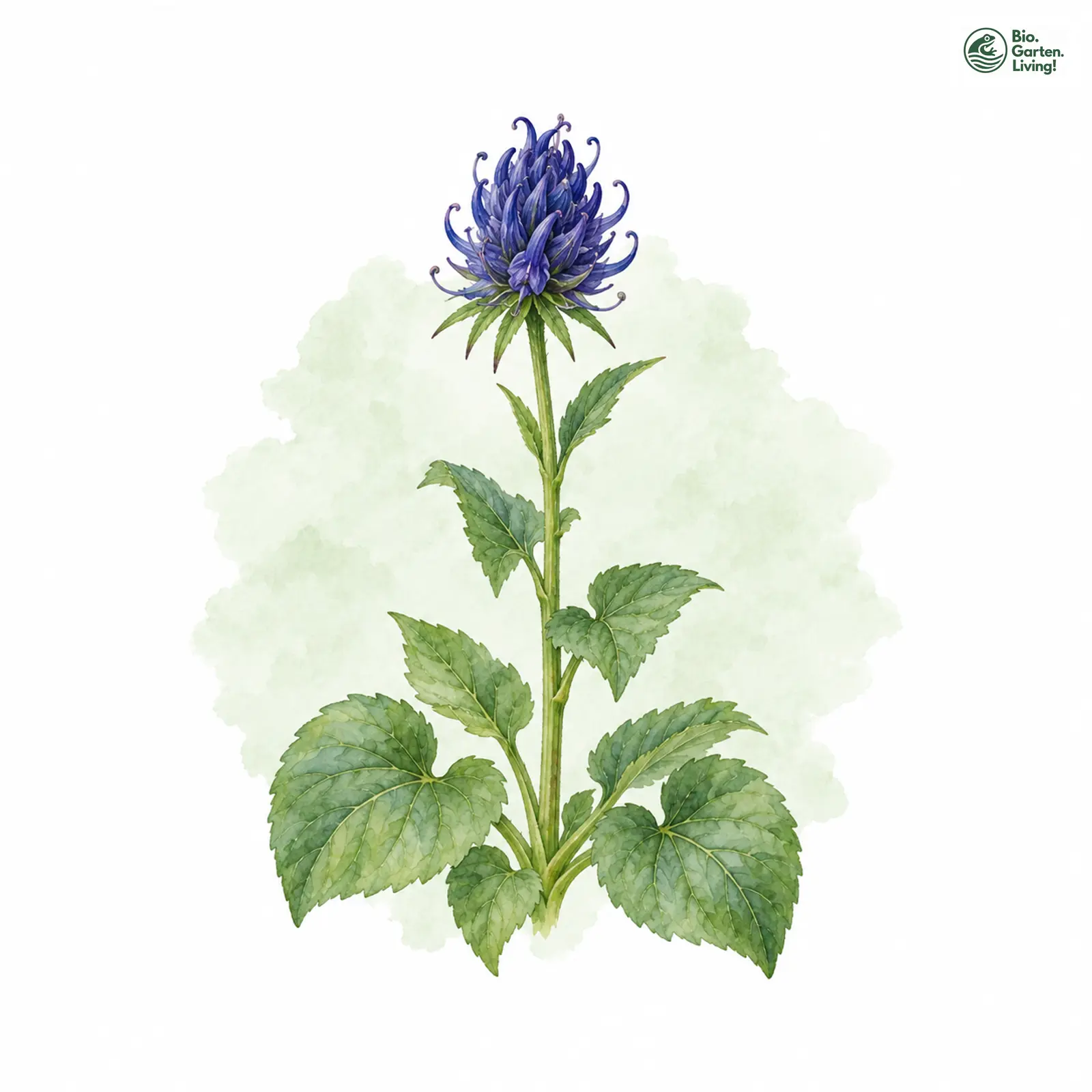 Aquarellzeichnung: Haller-Teufelskralle (Phyteuma ovatum)