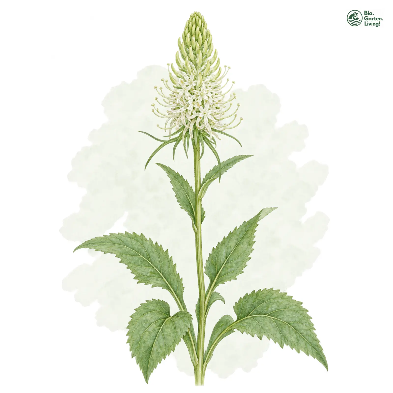 Aquarellzeichnung: Ährige Teufelskralle (Phyteuma spicatum (im engeren Sinne))