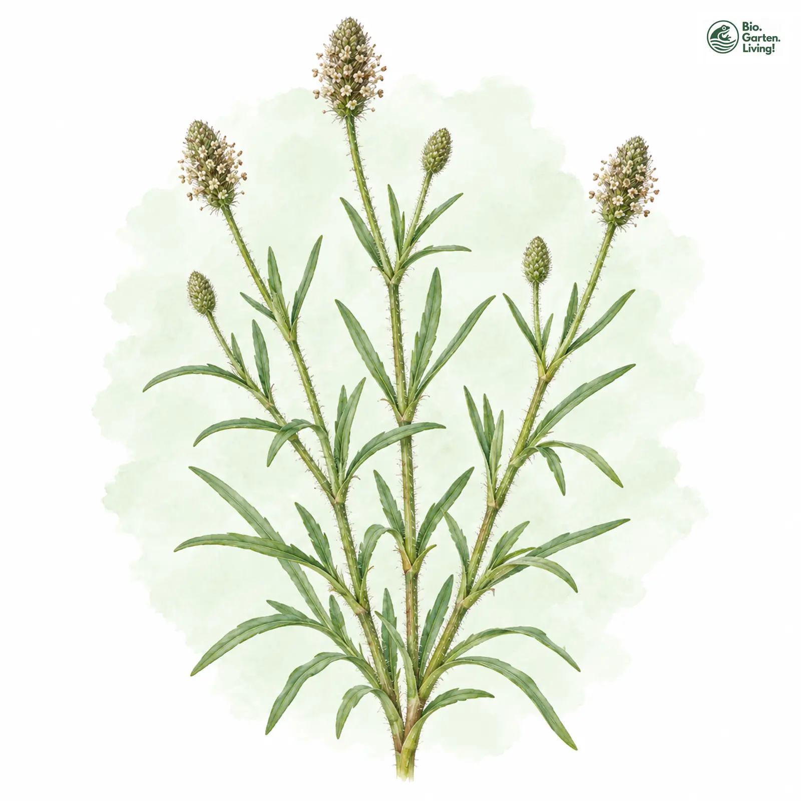 Aquarellzeichnung: Sand-Wegerich (Plantago arenaria)