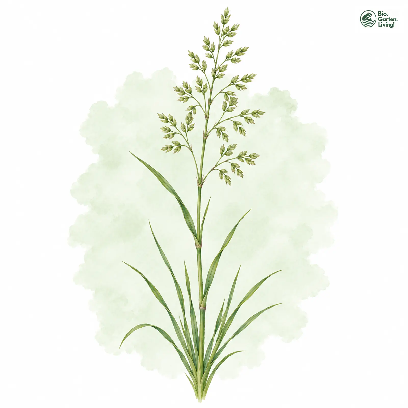 Aquarellzeichnung: Schmalblättriges Rispengras (Poa angustifolia)