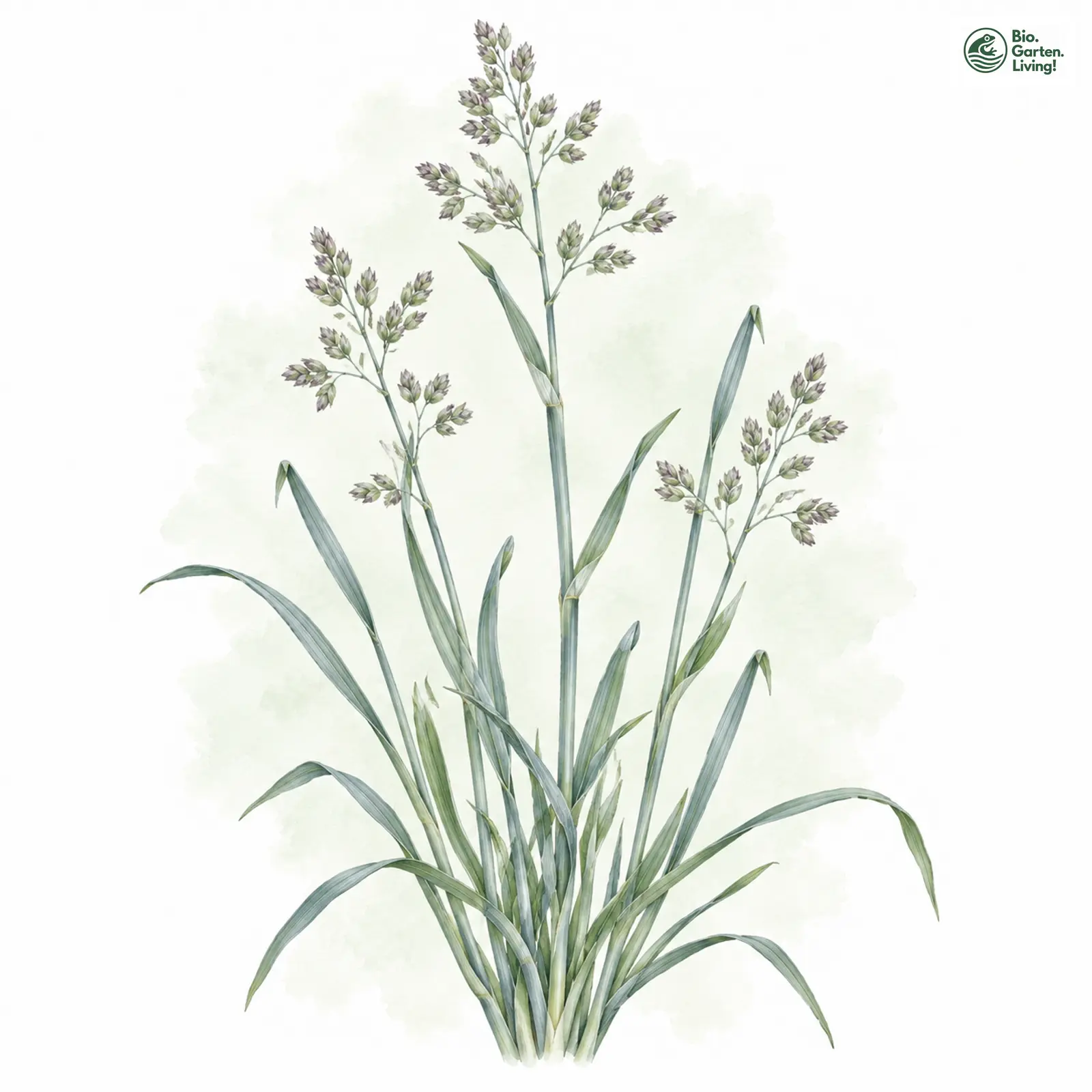 Aquarellzeichnung: Blaugrünes Rispengras (Poa glauca)