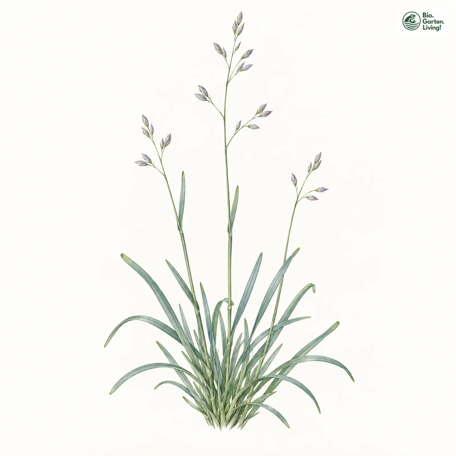 Aquarellzeichnung: Bläuliches Wiesen-Rispengras (Poa humilis)