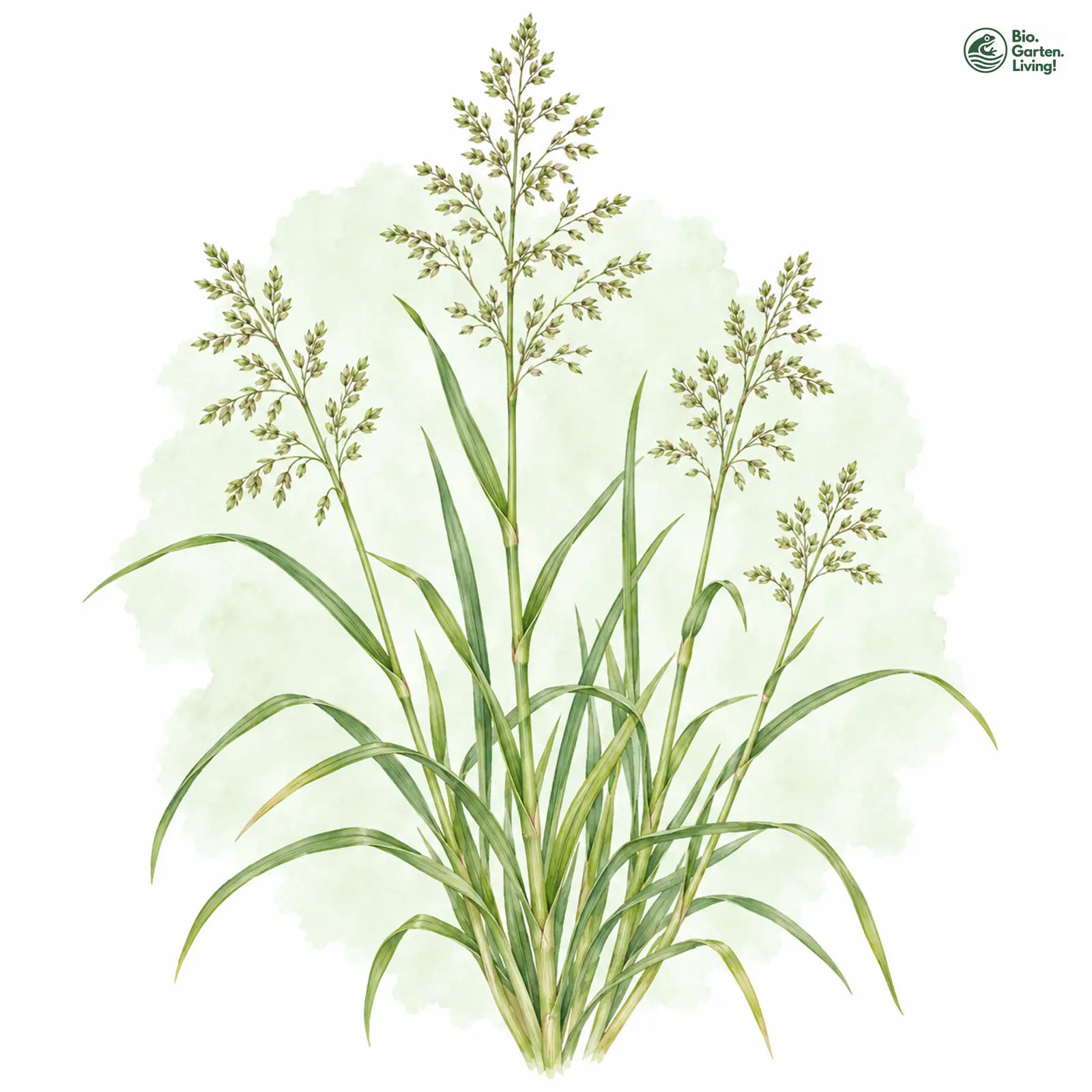 Aquarellzeichnung: Großes Rispengras (Poa hybrida)