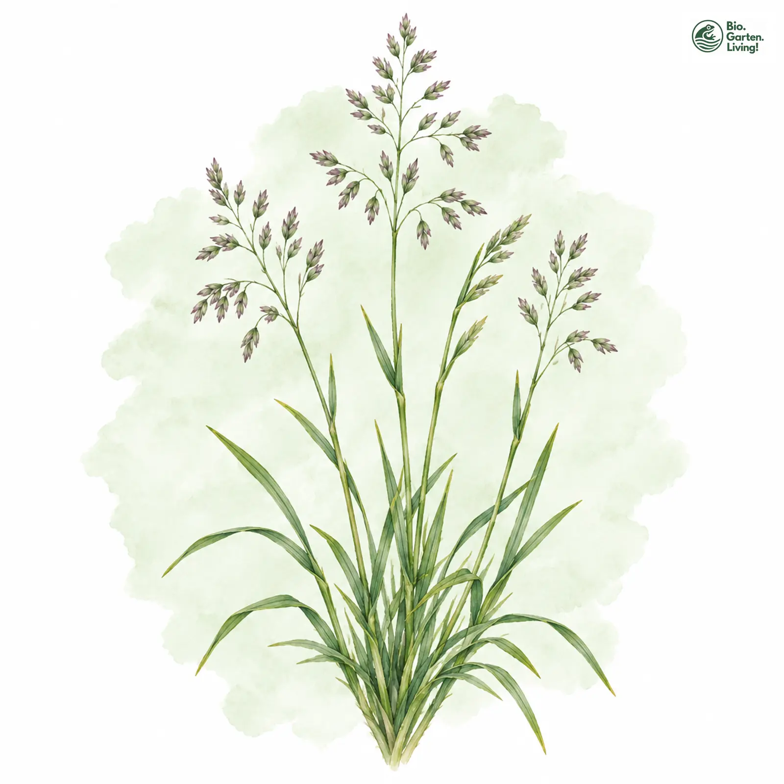 Aquarellzeichnung: Kleines Rispengras (Poa minor)