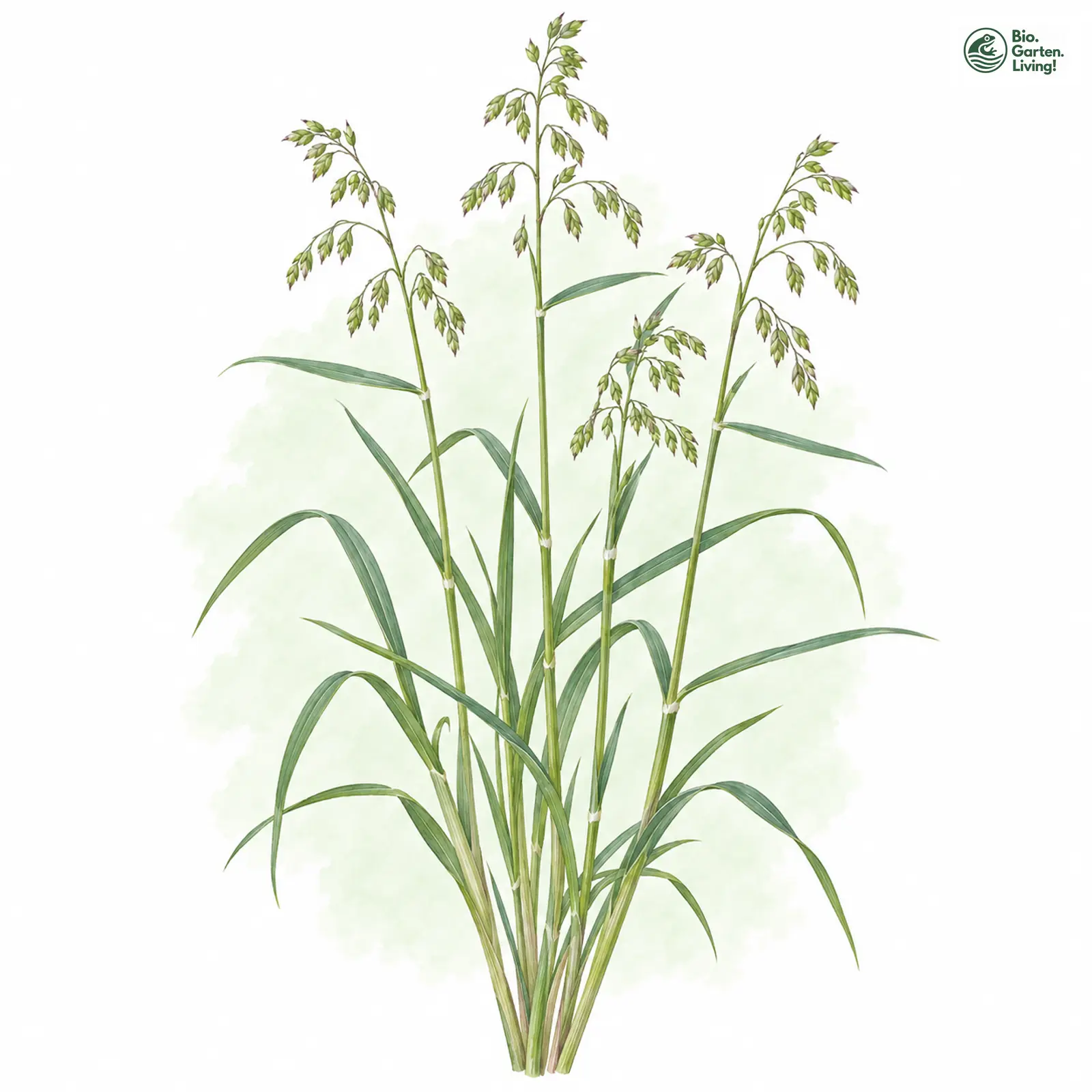 Aquarellzeichnung: Hain-Rispengras (Poa nemoralis)