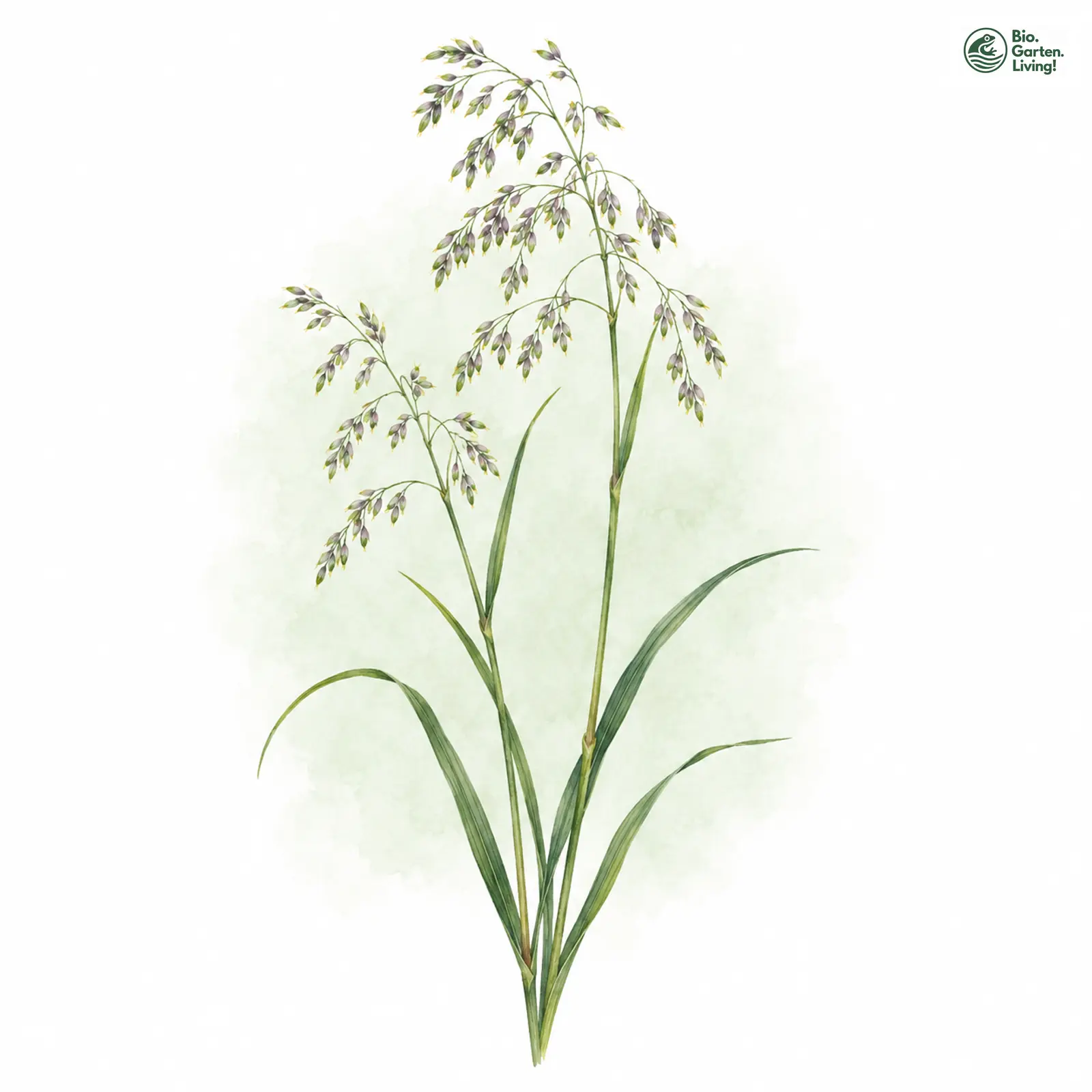 Aquarellzeichnung: Sumpf-Rispengras (Poa palustris)