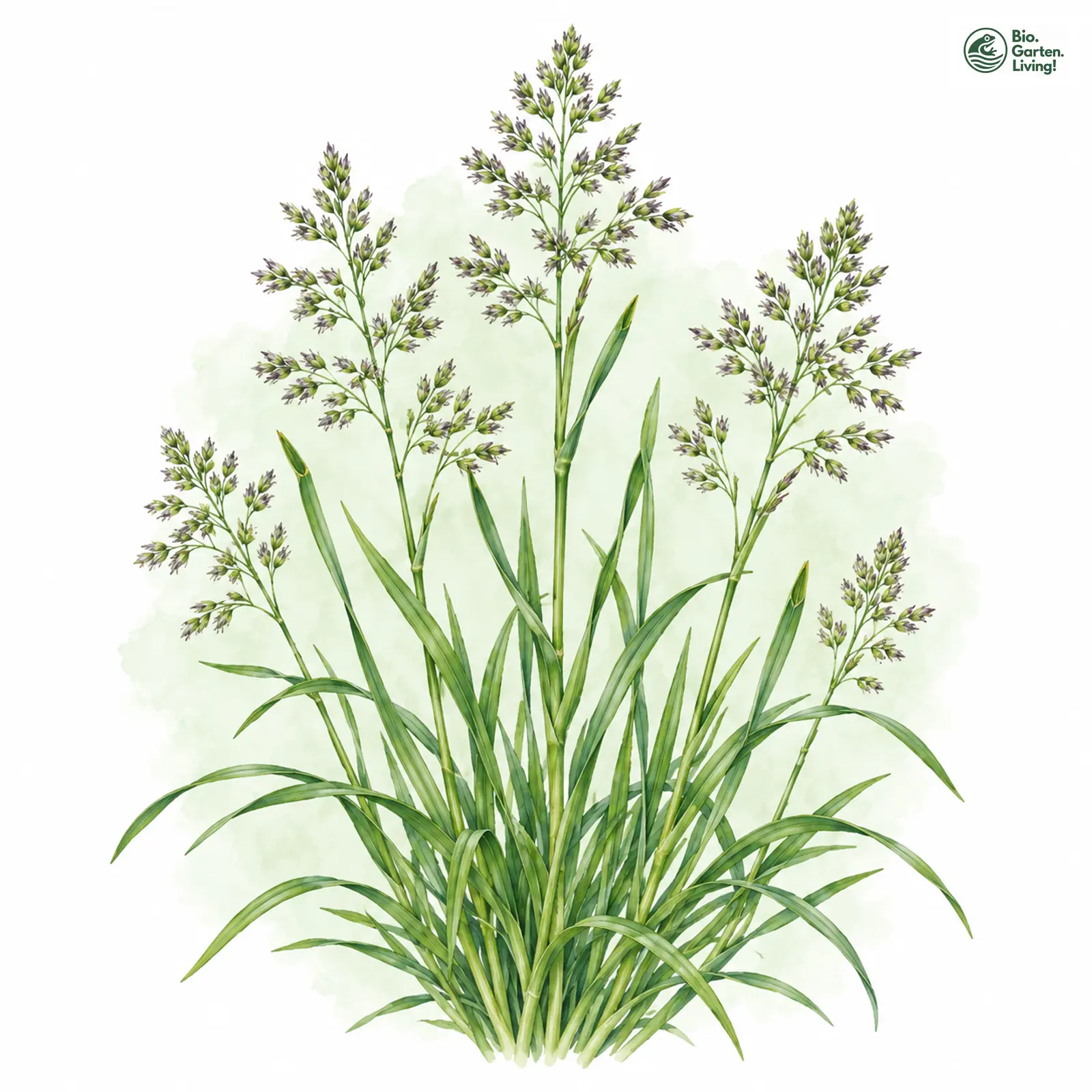 Aquarellzeichnung: Wiesen-Rispengras (Poa pratensis (im engeren Sinne))