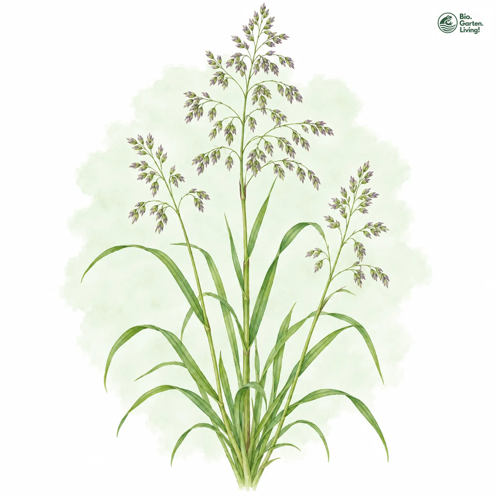 Aquarellzeichnung: Gewöhnliches Rispengras (Poa trivialis (im weiteren Sinne))