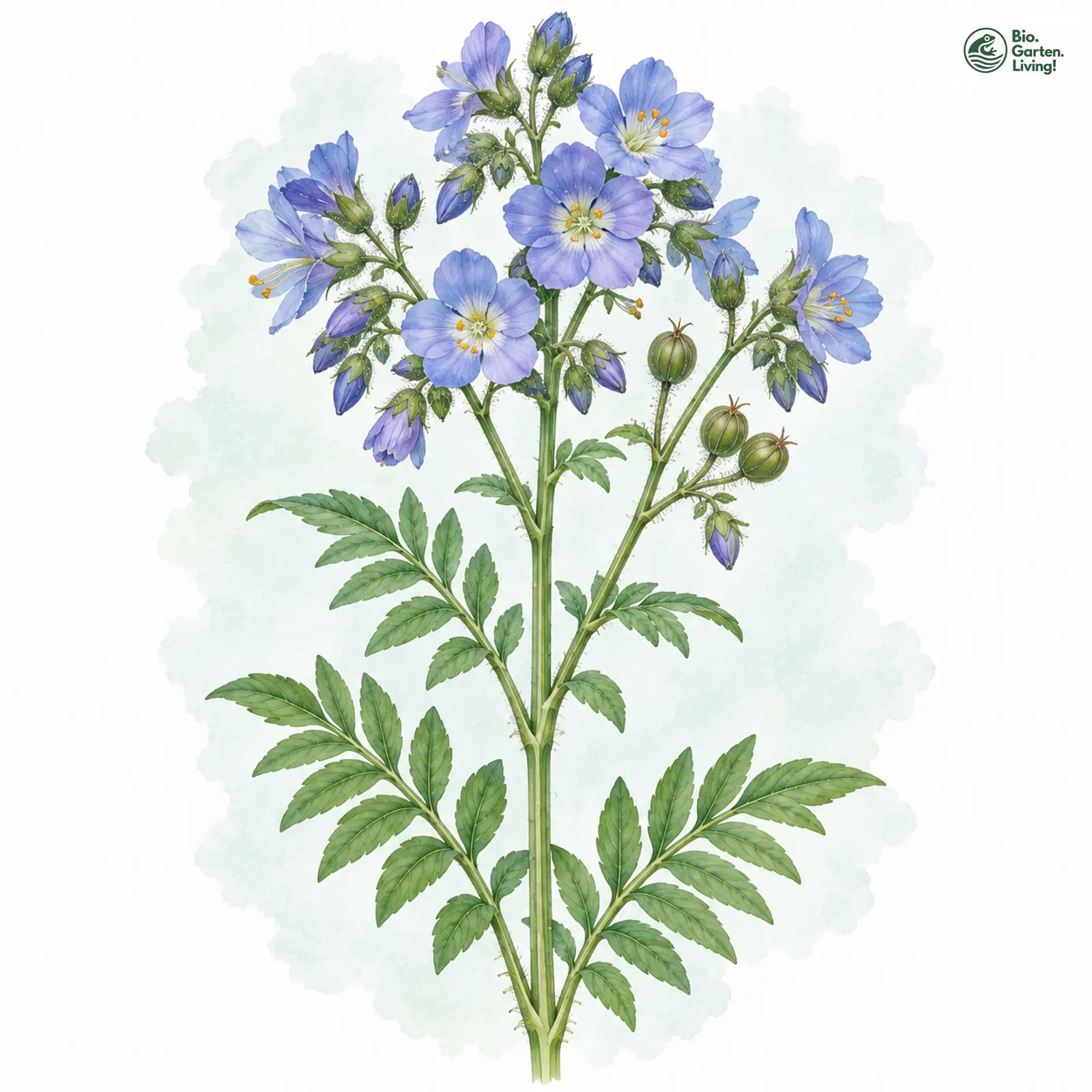 Aquarellzeichnung: Blaue Himmelsleiter (Polemonium caeruleum)