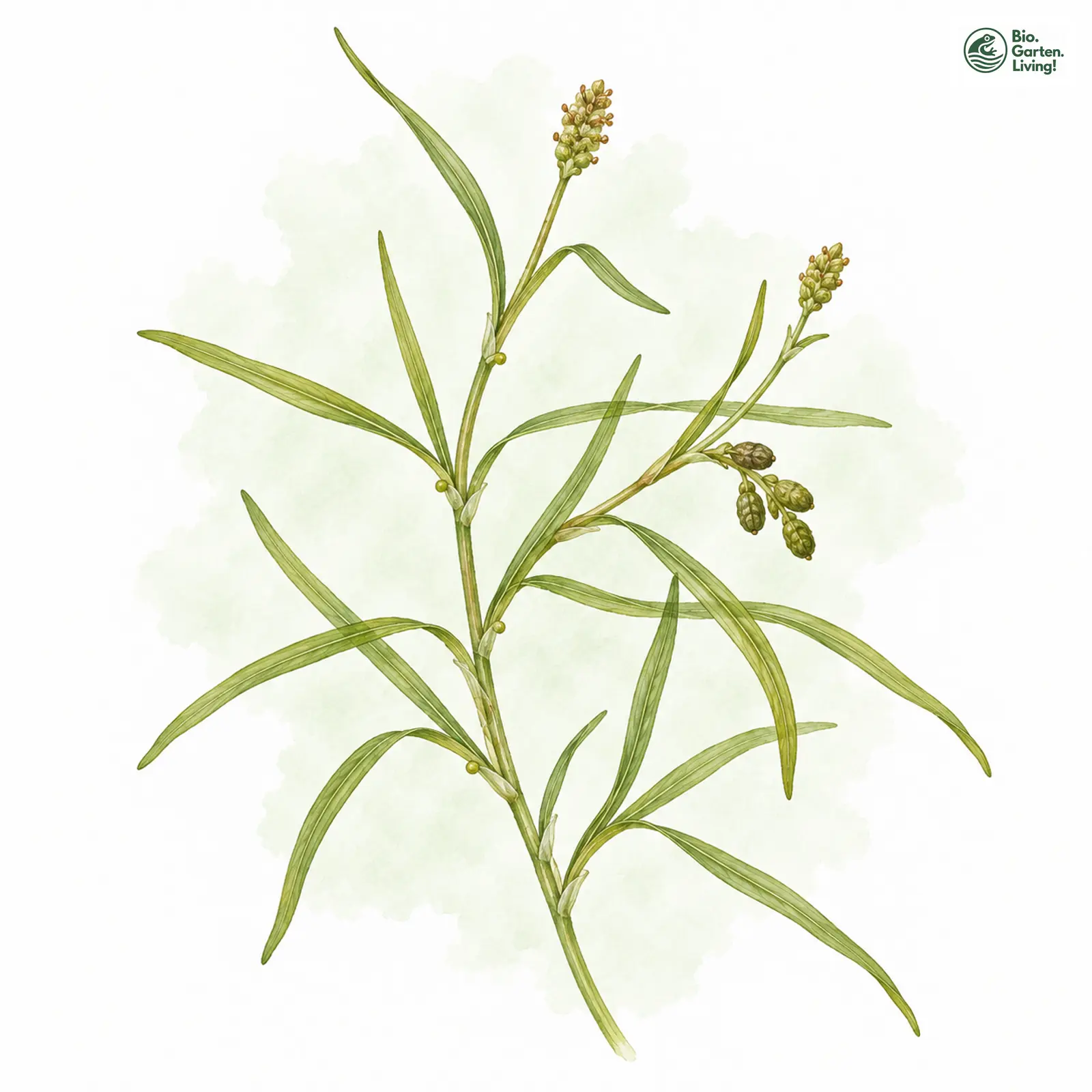Aquarellzeichnung: Berchtold-Laichkraut (Potamogeton berchtoldii)