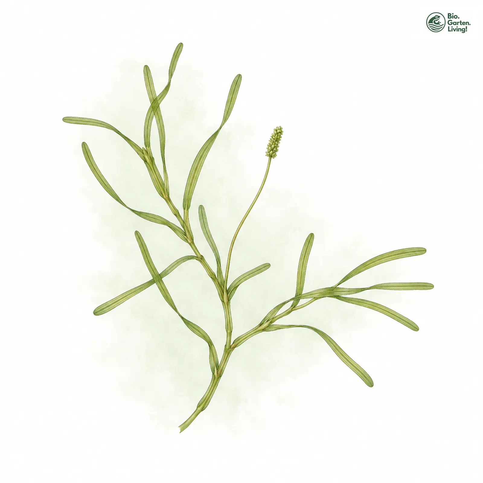 Aquarellzeichnung: Flachstängliges Laichkraut (Potamogeton compressus)