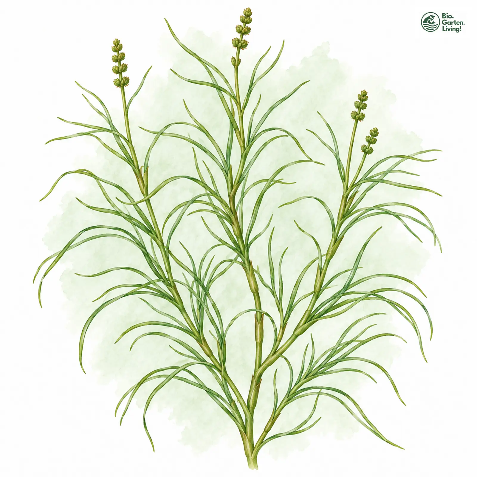Aquarellzeichnung: Faden-Laichkraut (Potamogeton filiformis)