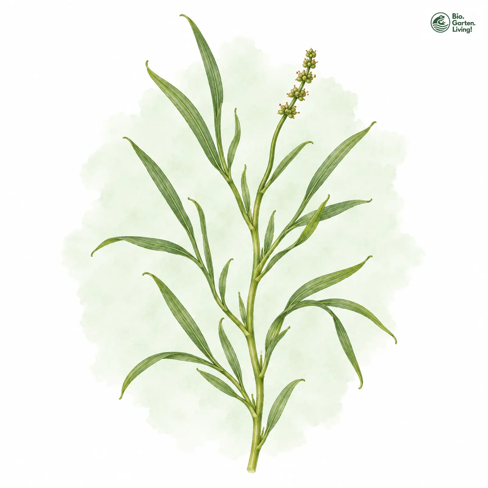 Aquarellzeichnung: Stachelspitziges Laichkraut (Potamogeton friesii)