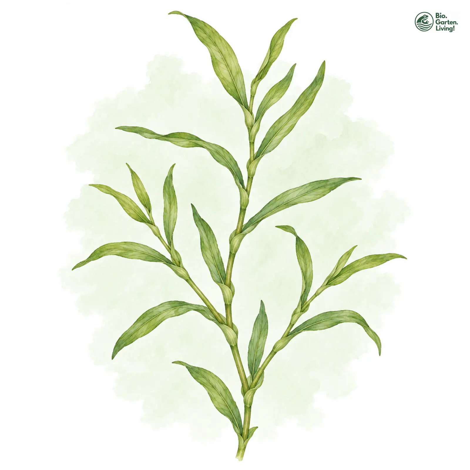Aquarellzeichnung: Glanz-Laichkraut (Potamogeton nitens)