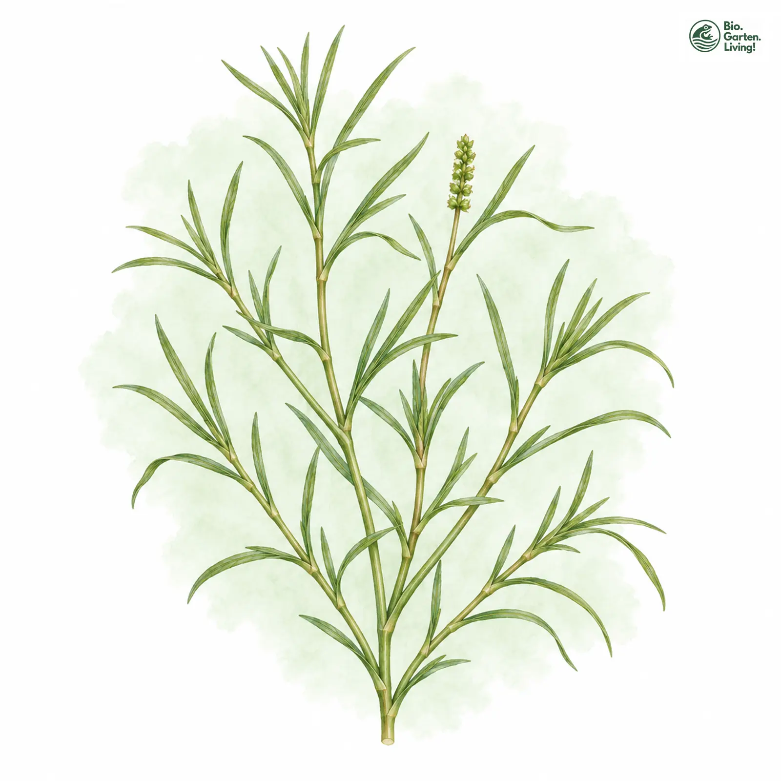 Aquarellzeichnung: Zwerg-Laichkraut (Potamogeton pusillus)