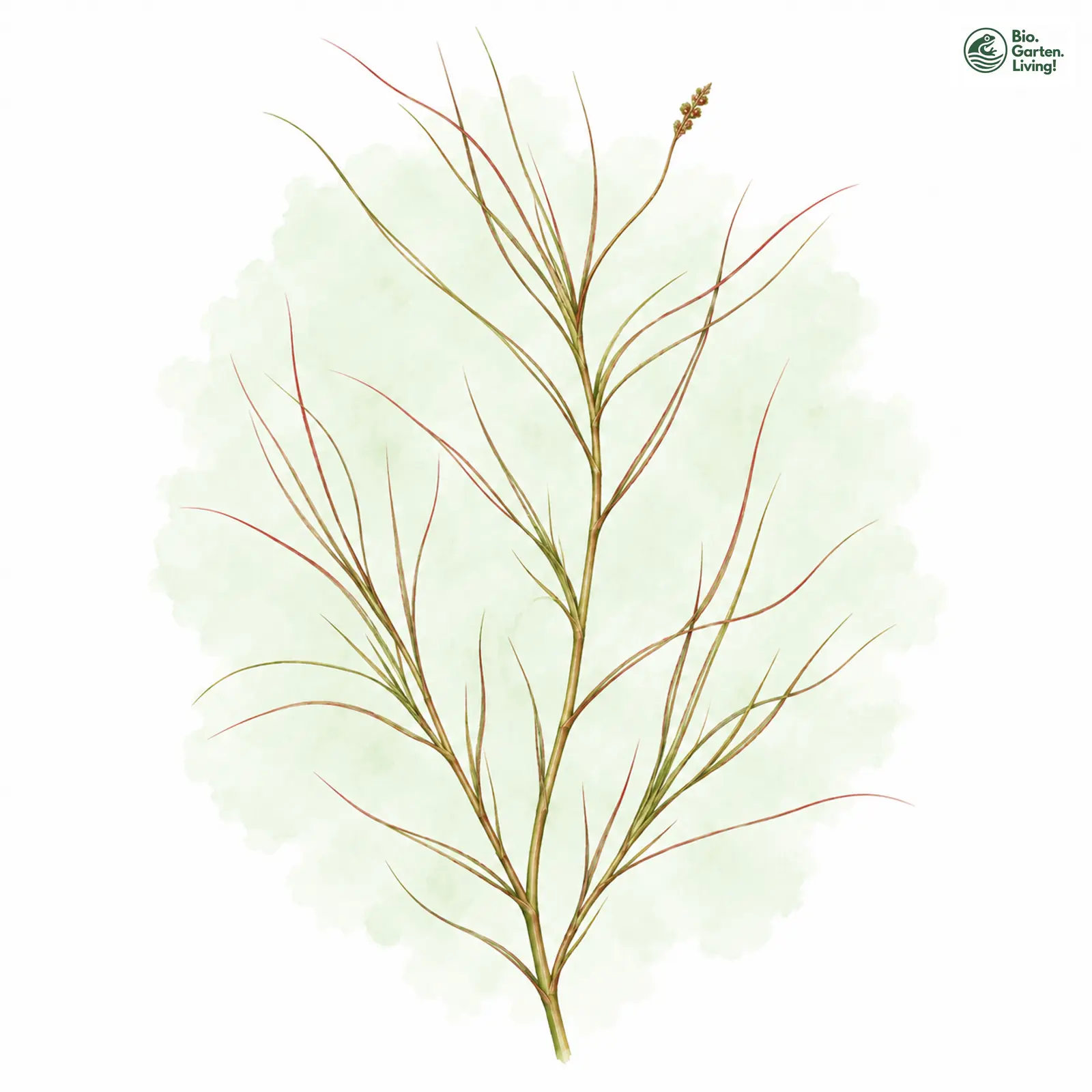 Aquarellzeichnung: Rötliches Laichkraut (Potamogeton rutilus)