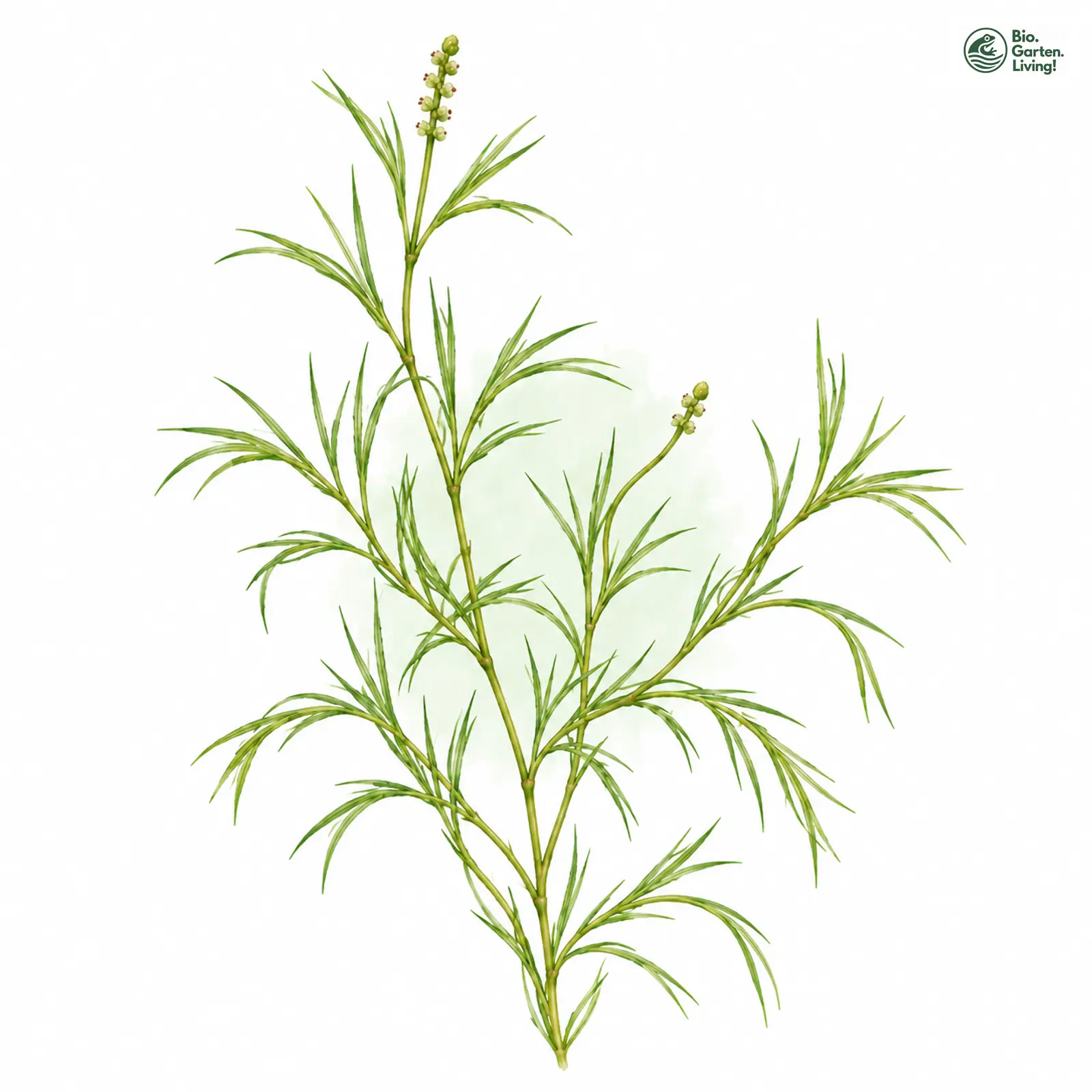 Aquarellzeichnung: Haarblättriges Laichkraut (Potamogeton trichoides)