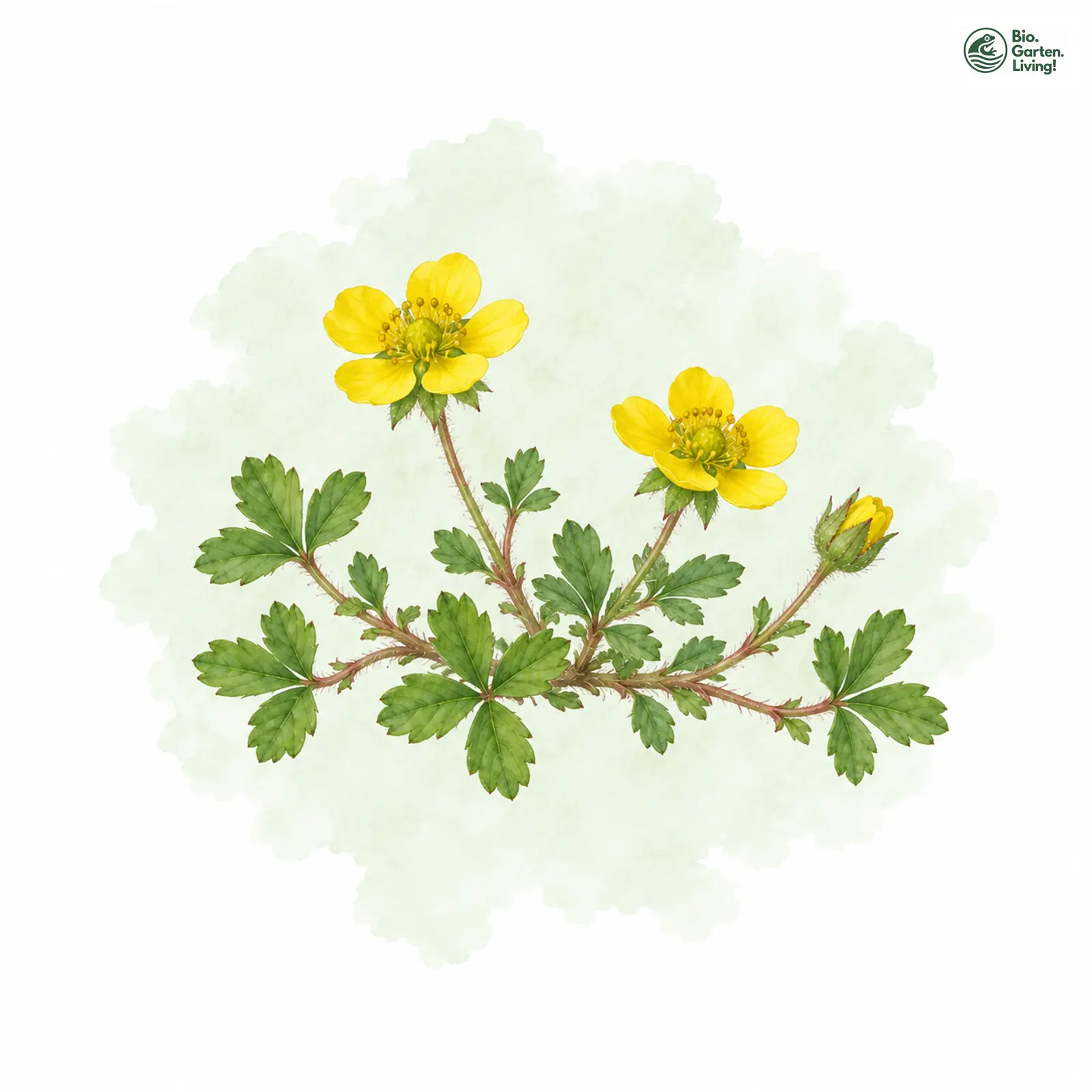 Aquarellzeichnung: Zwerg-Fingerkraut (Potentilla brauneana)