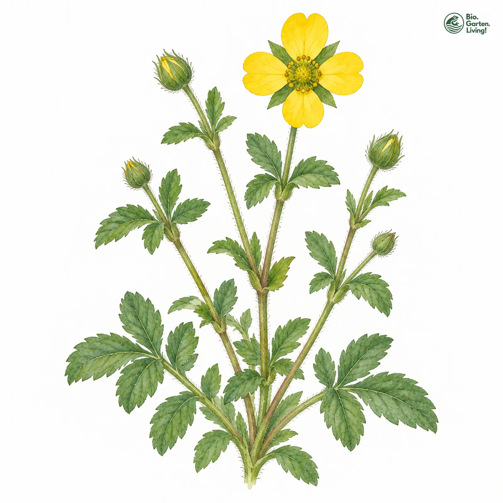 Aquarellzeichnung: Blutwurz (Potentilla erecta)