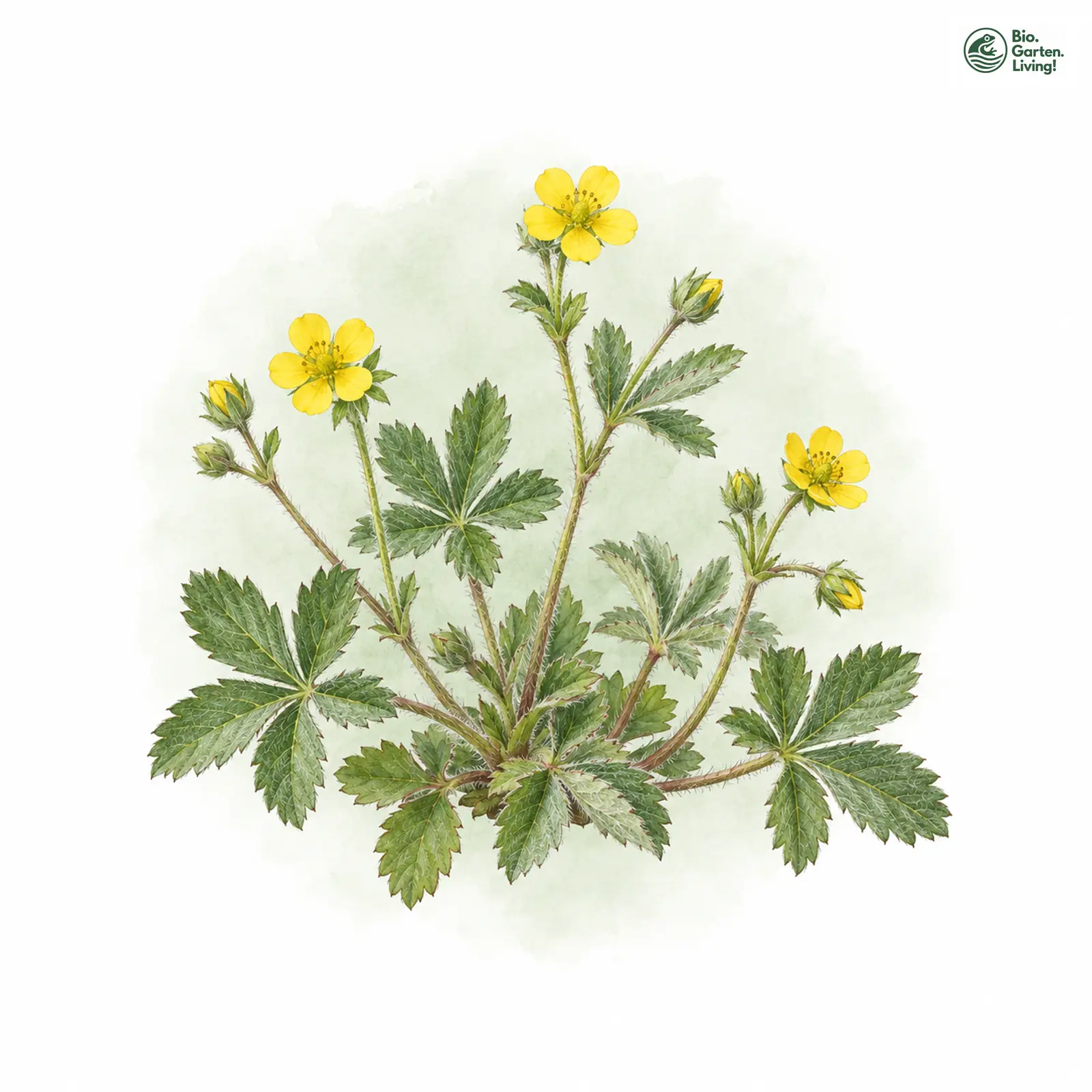 Aquarellzeichnung: Lindacker-Fingerkraut (Potentilla lindackeri)