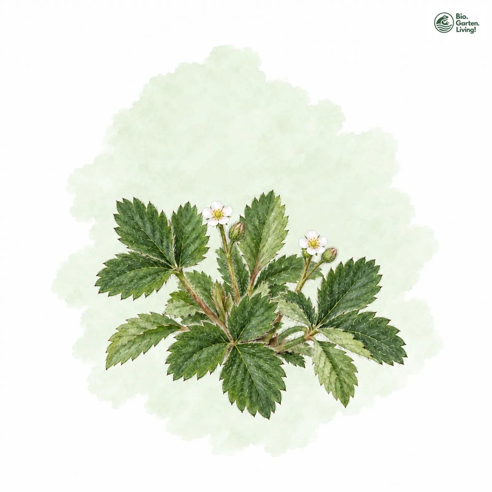 Aquarellzeichnung: Kleinblütiges Fingerkraut (Potentilla micrantha)