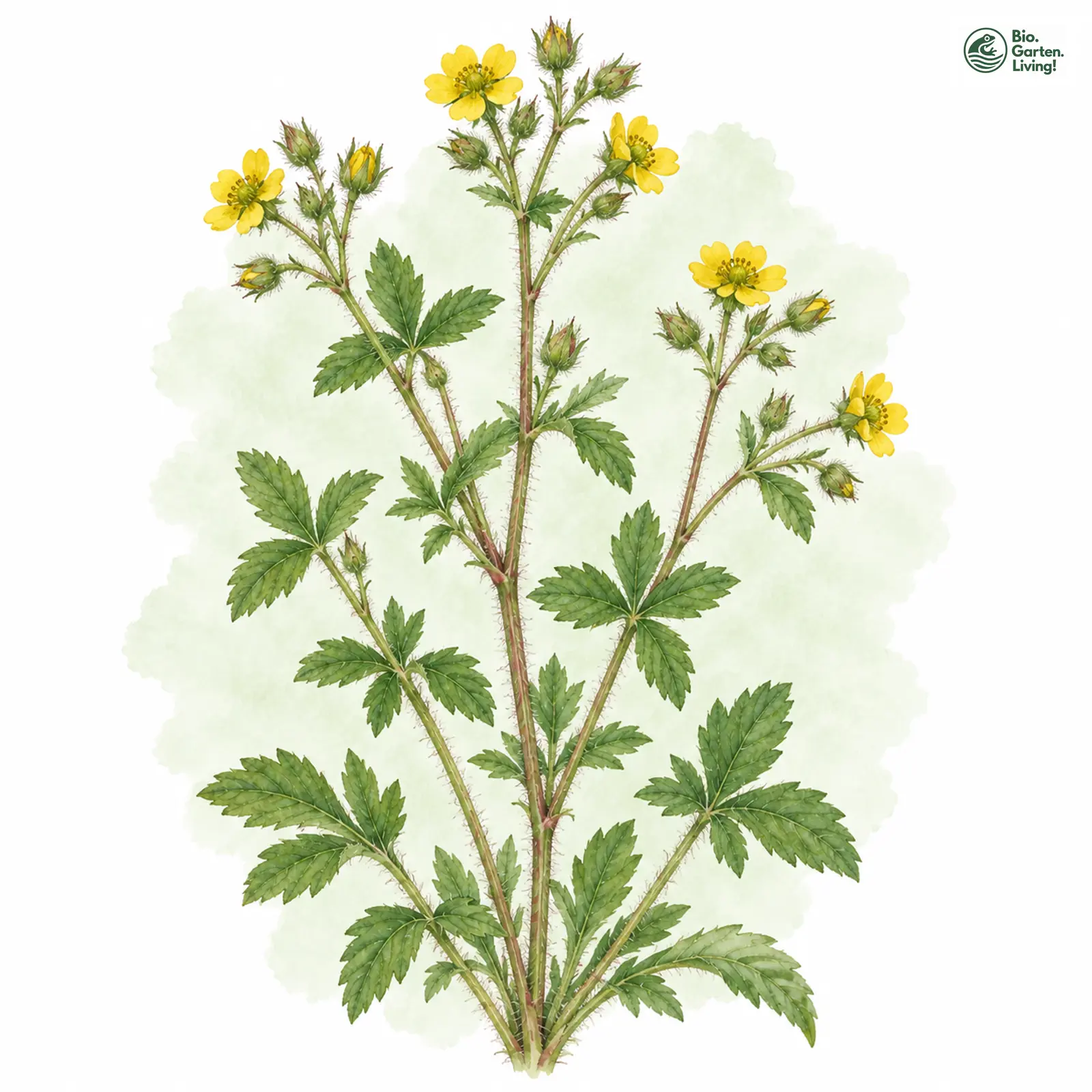 Aquarellzeichnung: Norwegisches Fingerkraut (Potentilla norvegica)