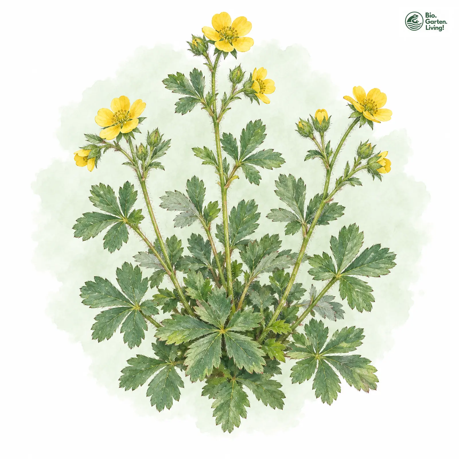 Aquarellzeichnung: Schaffhausener Fingerkraut (Potentilla praecox)