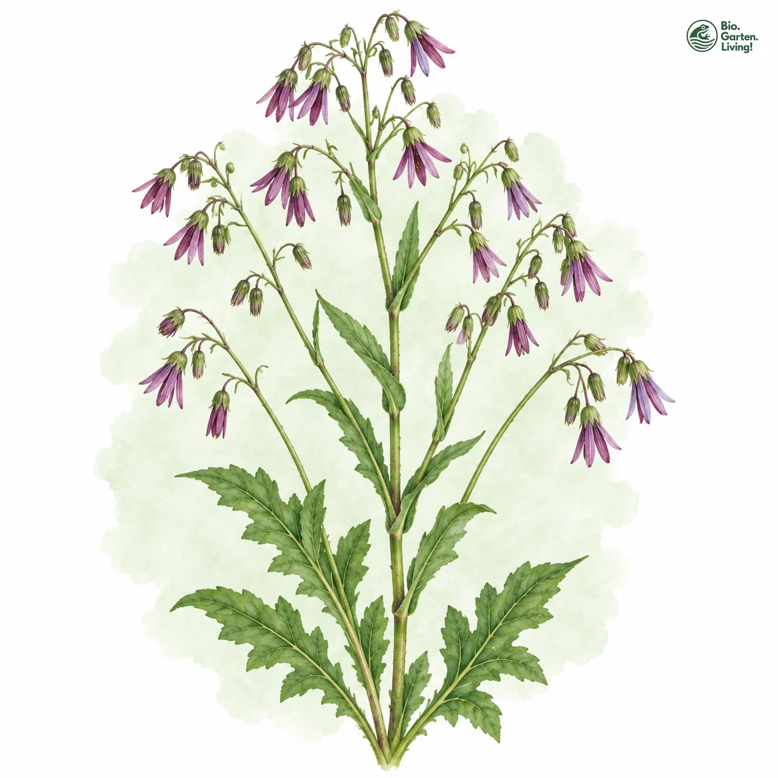Aquarellzeichnung: Purpur-Hasenlattich (Prenanthes purpurea)