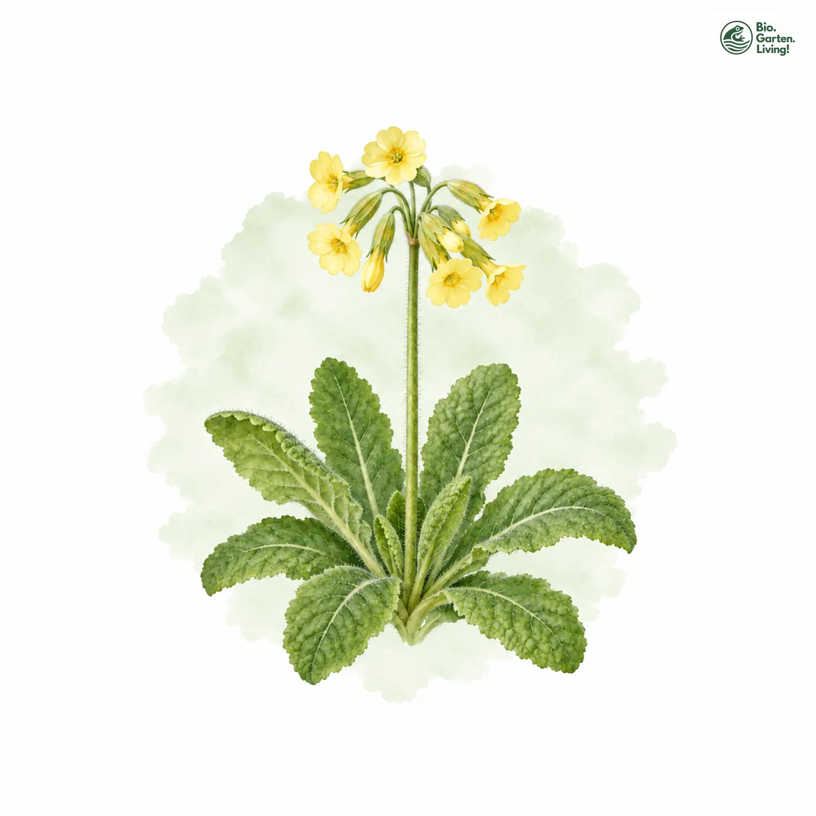 Aquarellzeichnung: Hohe Primel (Primula elatior)