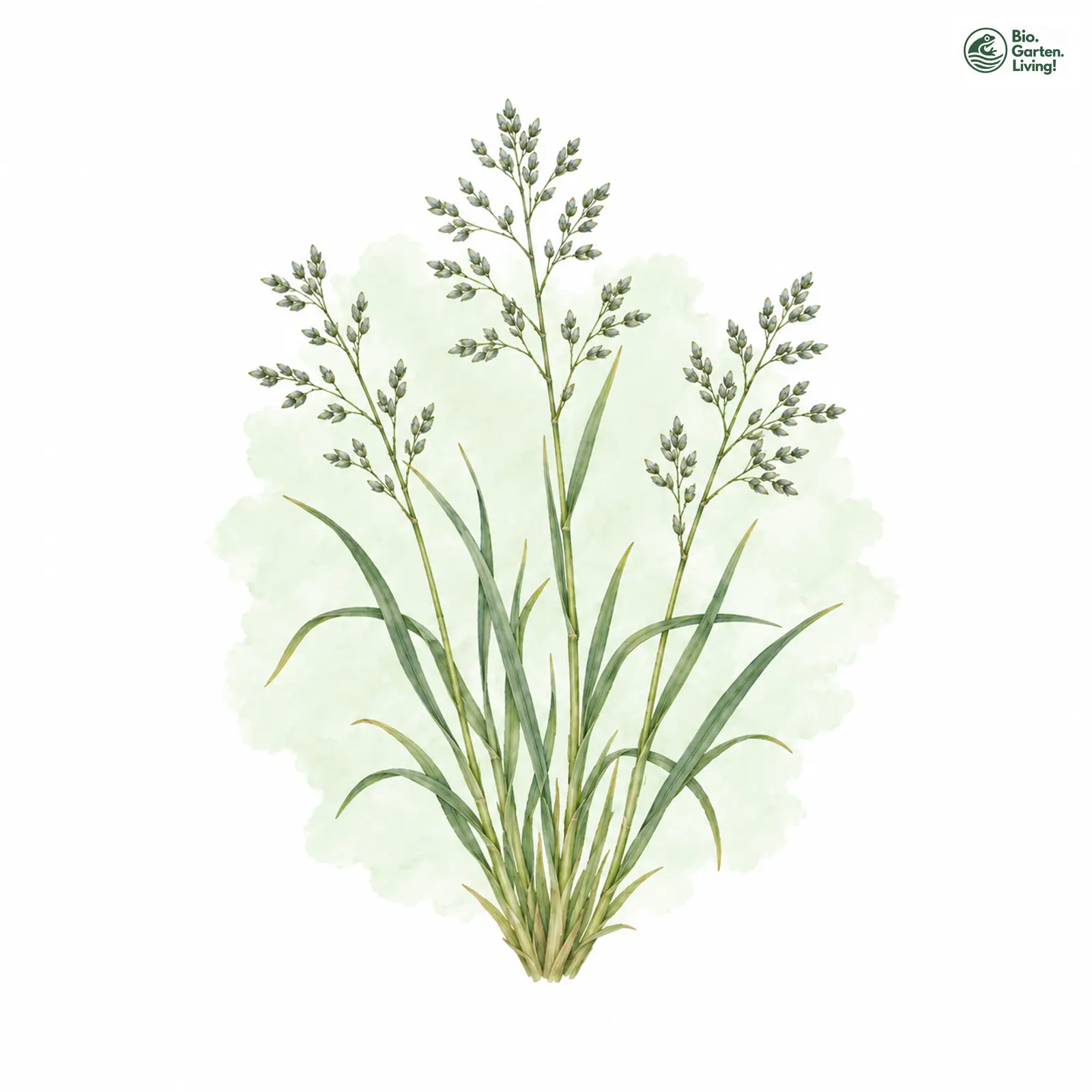 Aquarellzeichnung: Gewöhnlicher Salzschwaden (Puccinellia distans (im engeren Sinne))