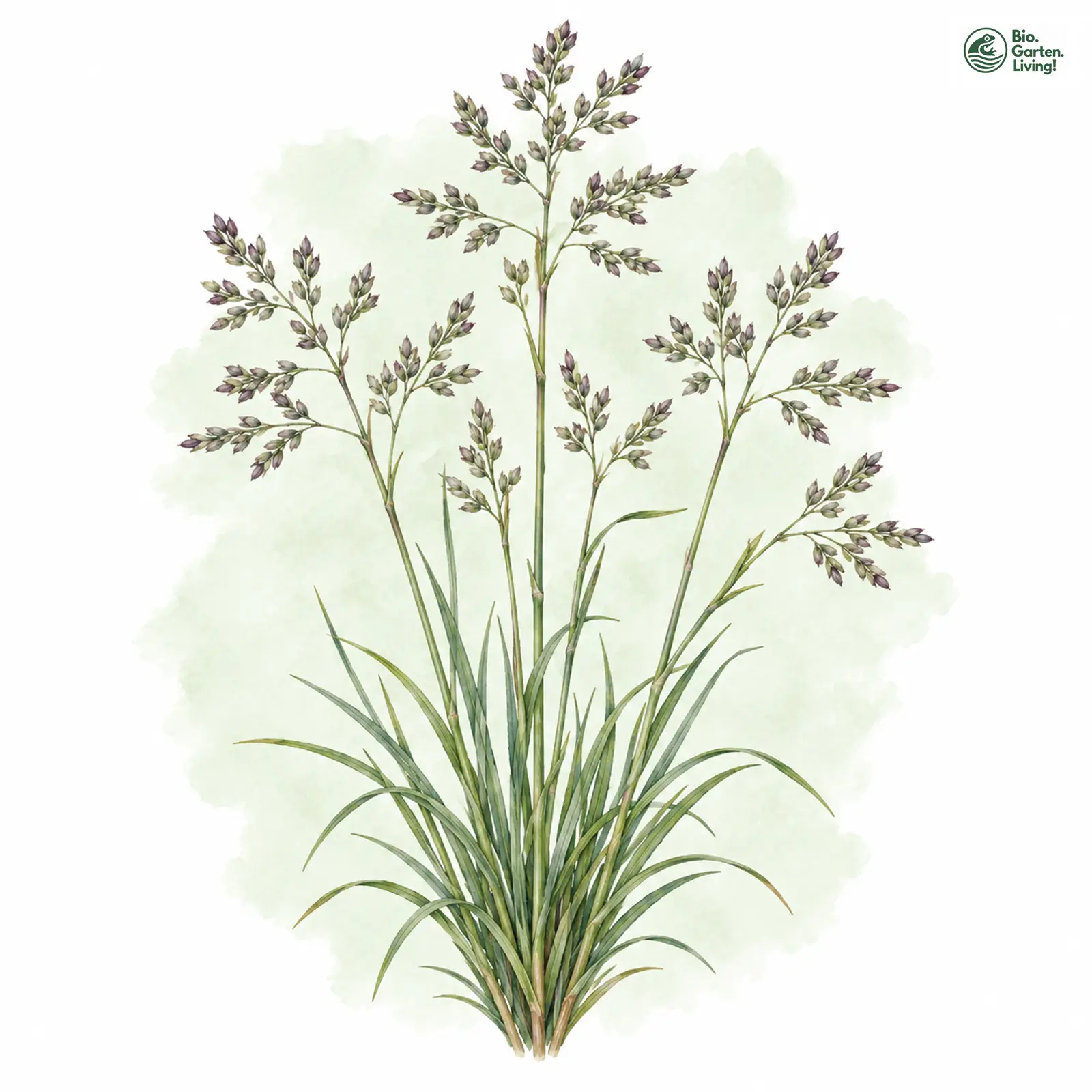 Aquarellzeichnung: Sumpf-Salzschwaden (Puccinellia limosa)