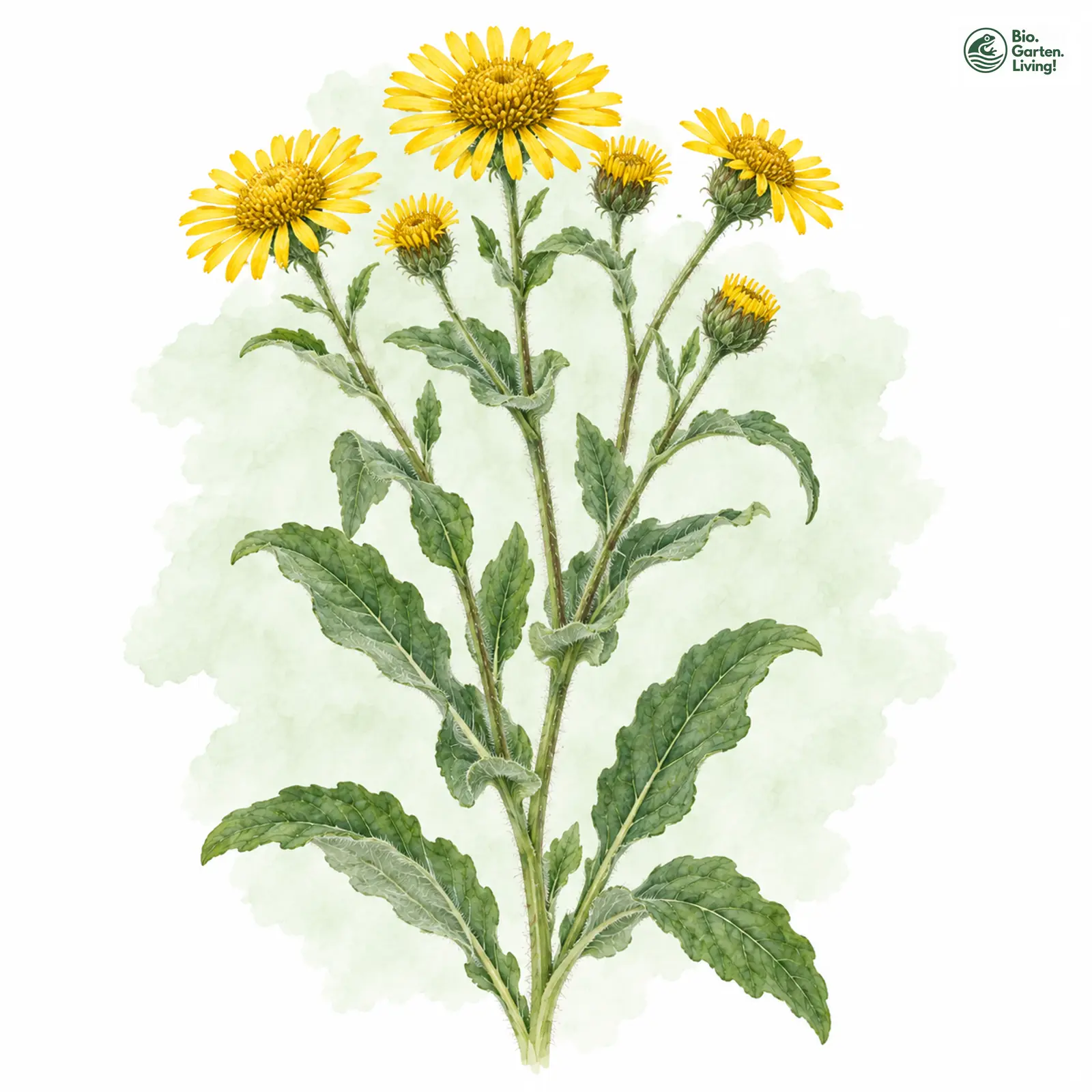 Aquarellzeichnung: Großes Flohkraut (Pulicaria dysenterica)