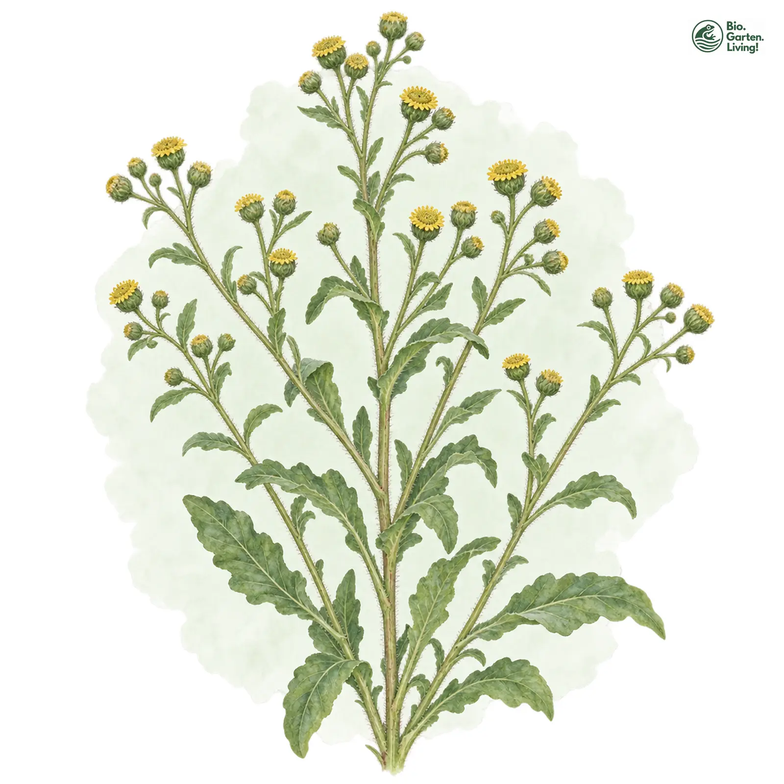 Aquarellzeichnung: Kleines Flohkraut (Pulicaria vulgaris)