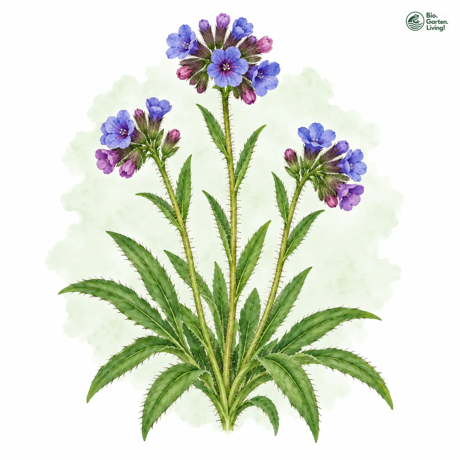 Aquarellzeichnung: Schmalblättriges Lungenkraut (Pulmonaria angustifolia)