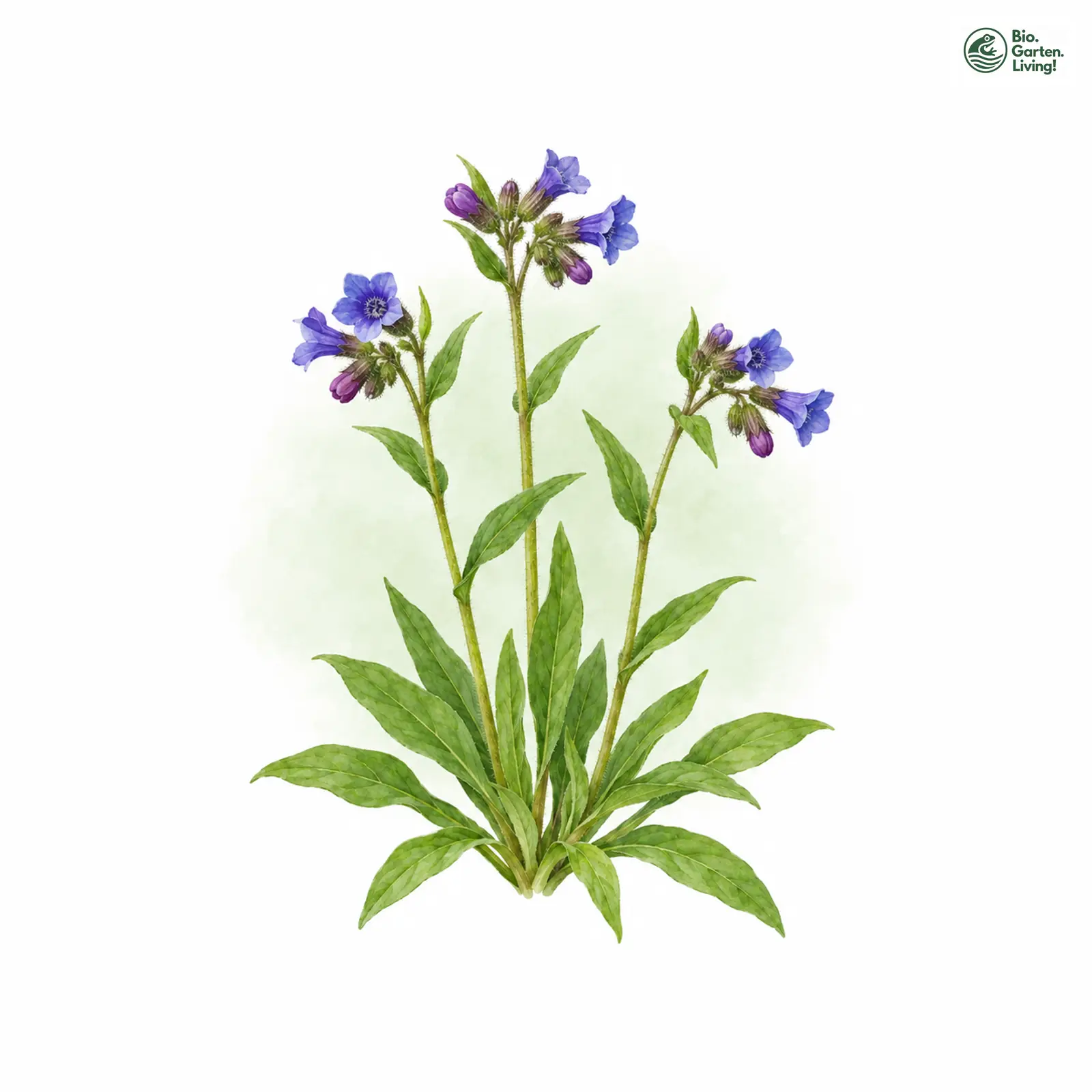 Aquarellzeichnung: Hügel-Lungenkraut (Pulmonaria collina)